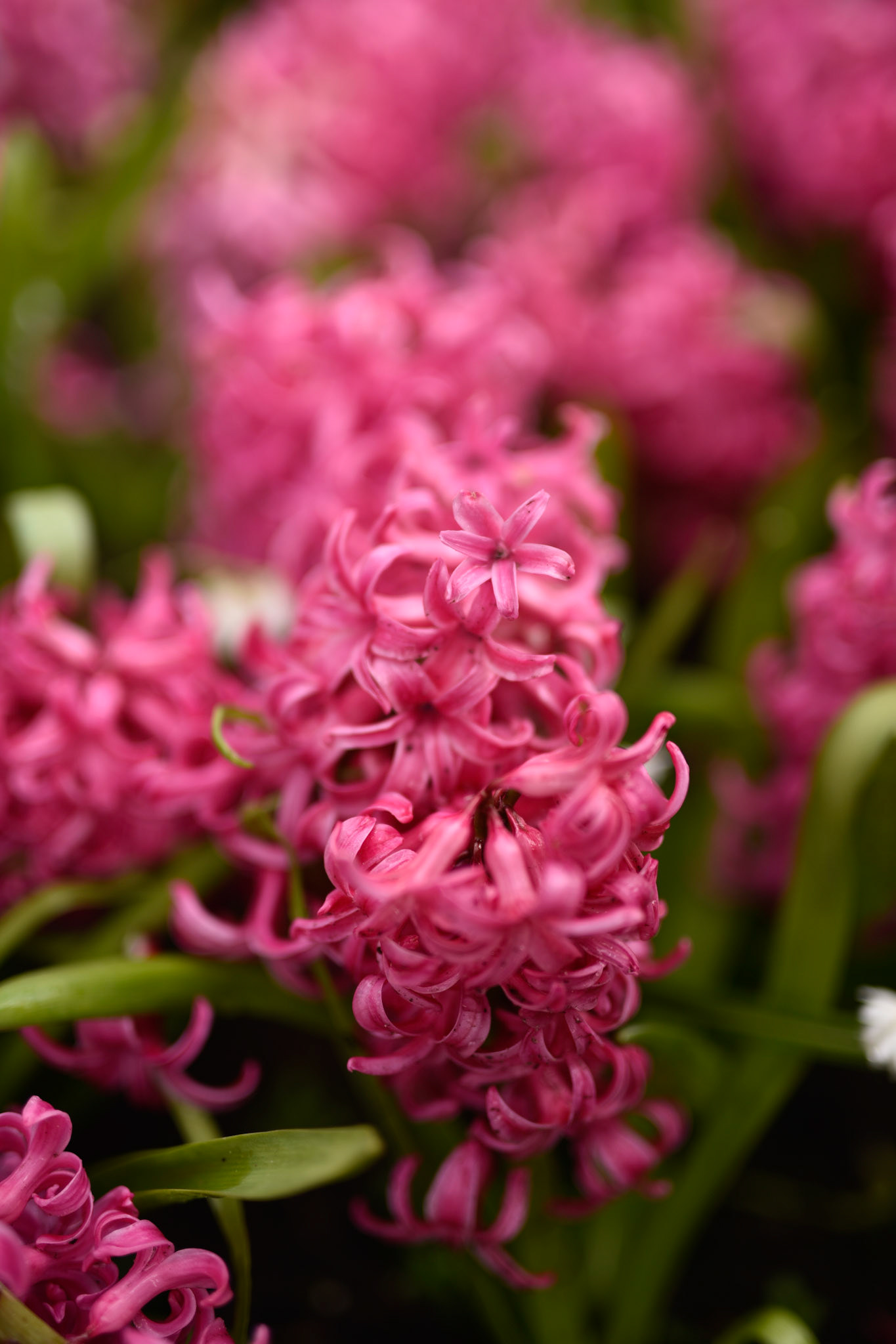 Hyacinth