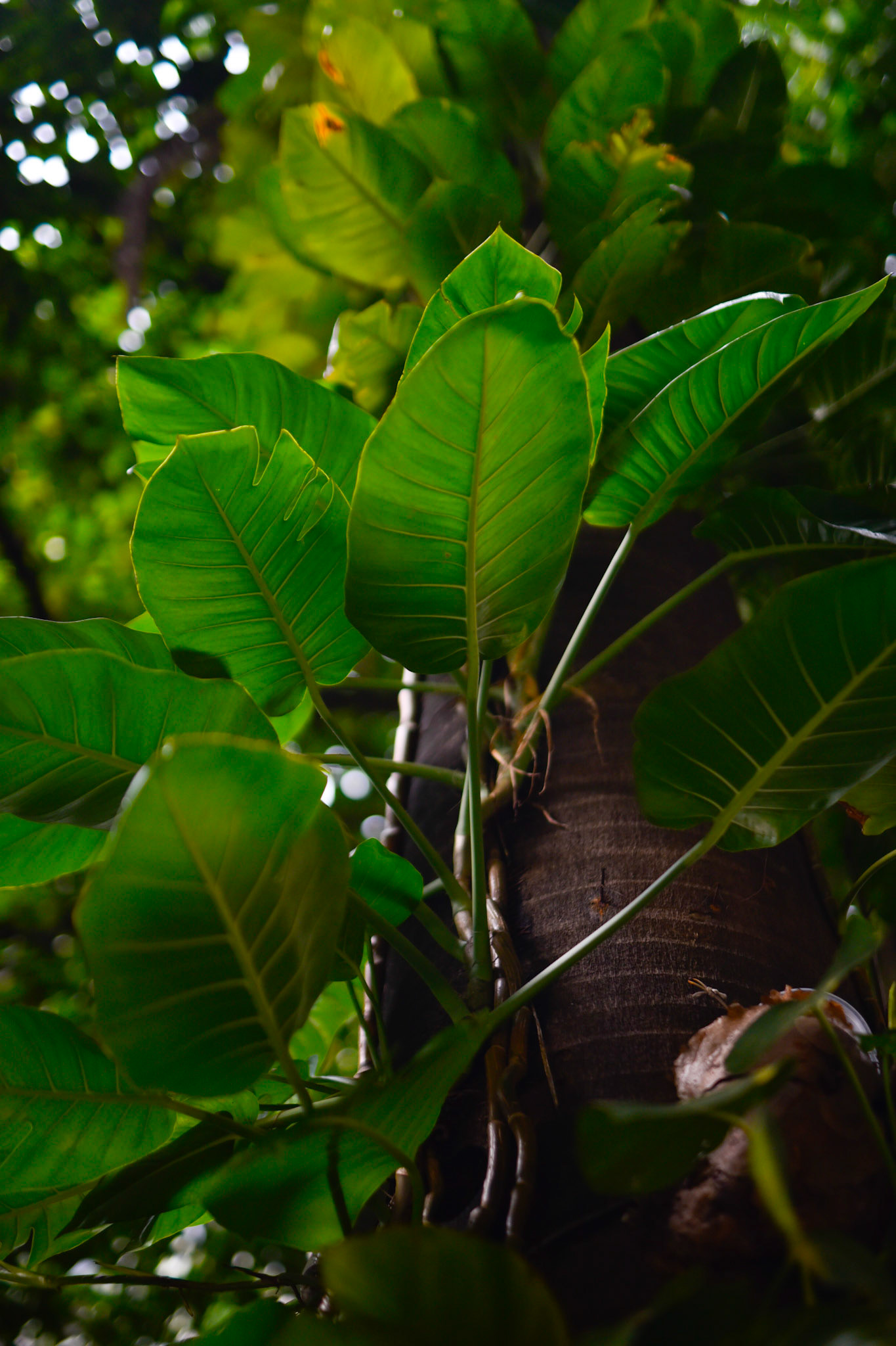 things growing on things growing on things