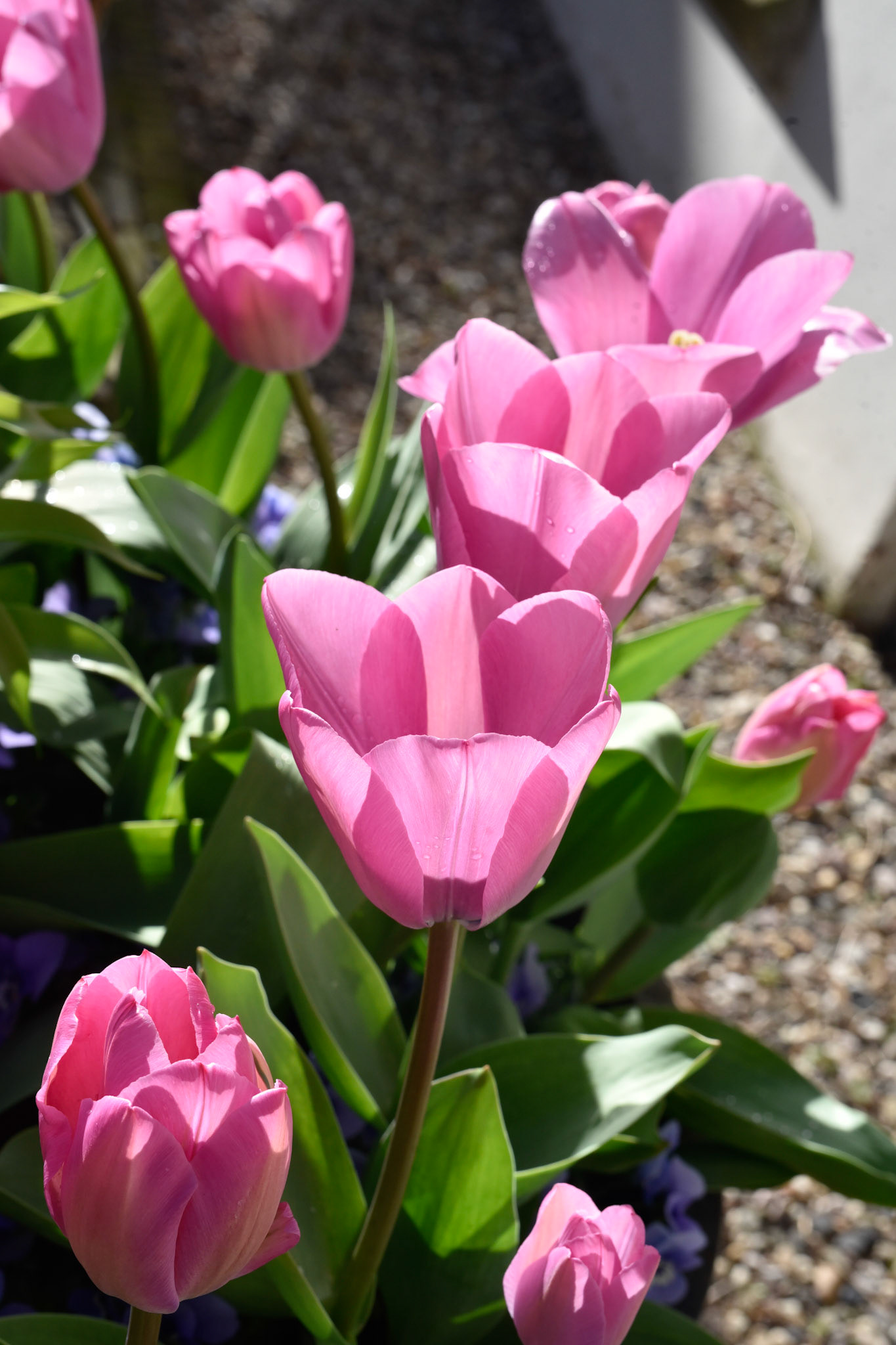 first tulip sighting