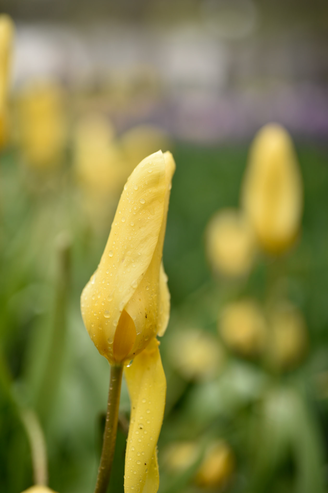 tulip
