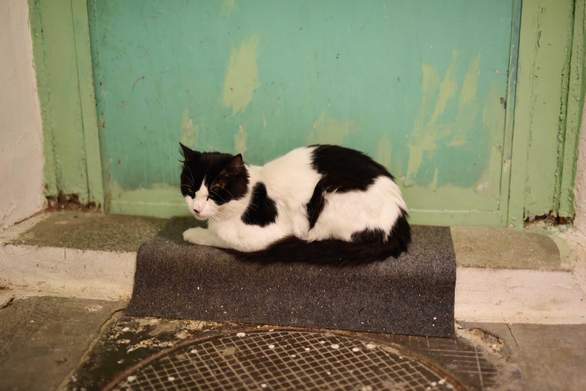 cat rest