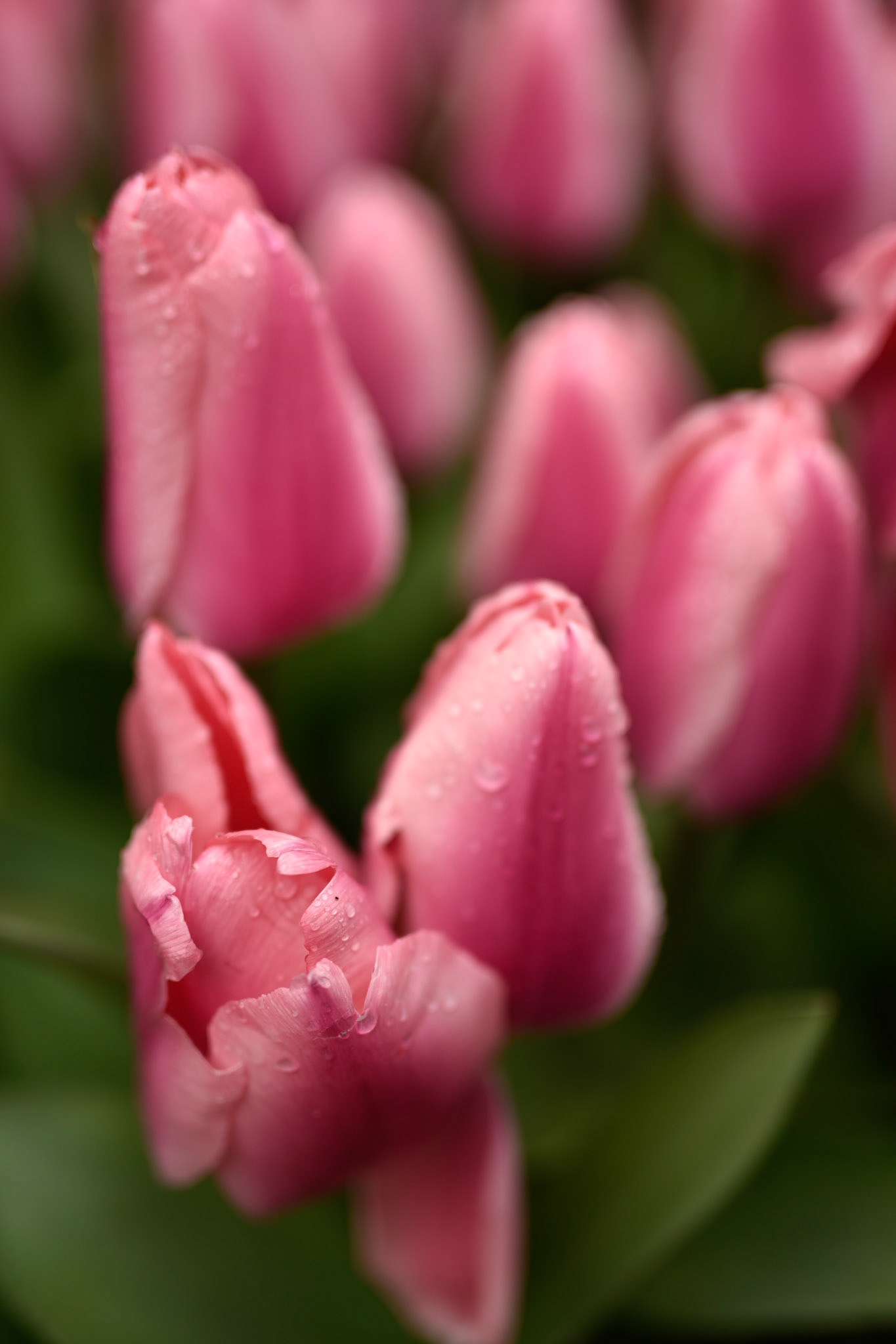 let the tulip spectacle begin