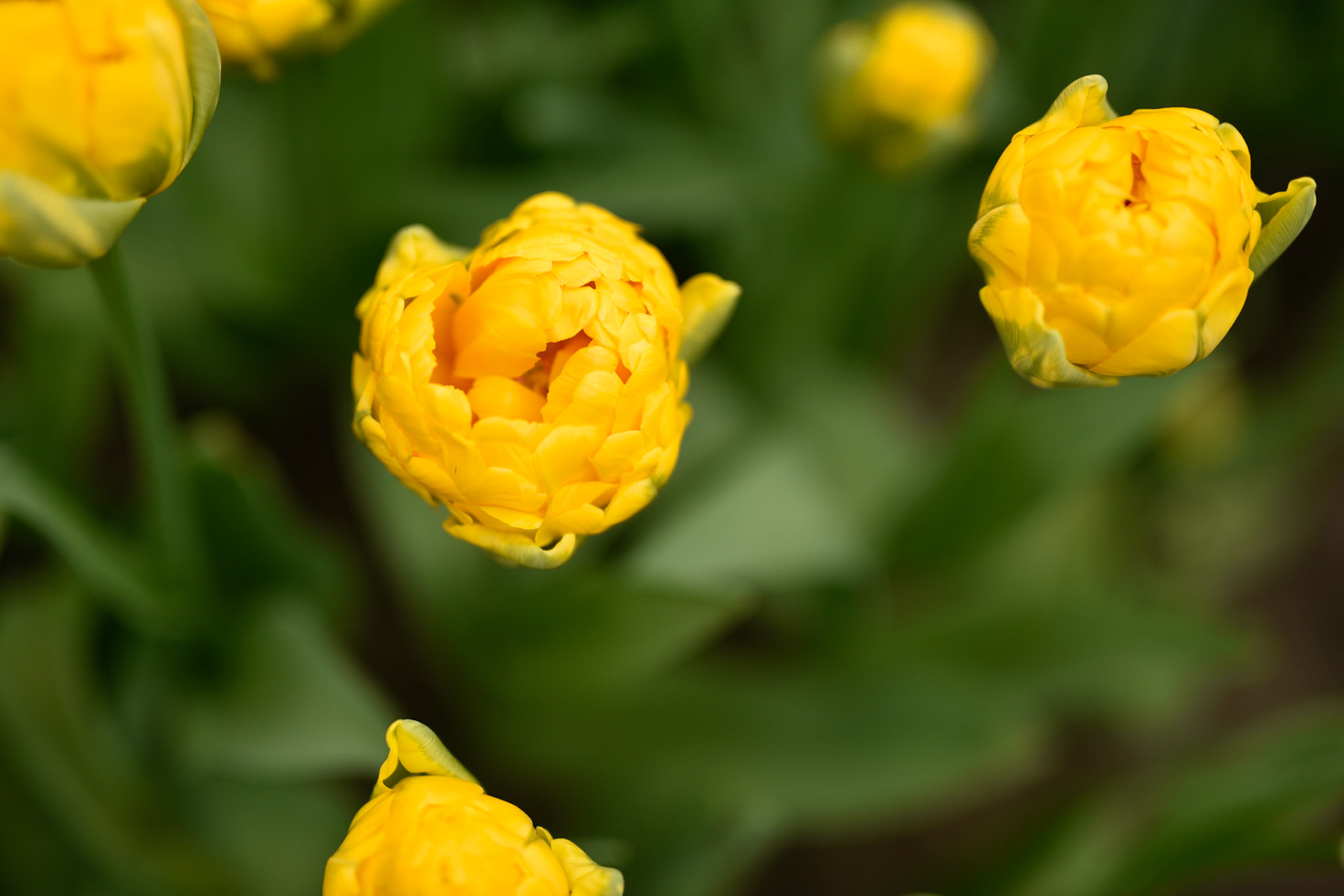 tulips with many petals