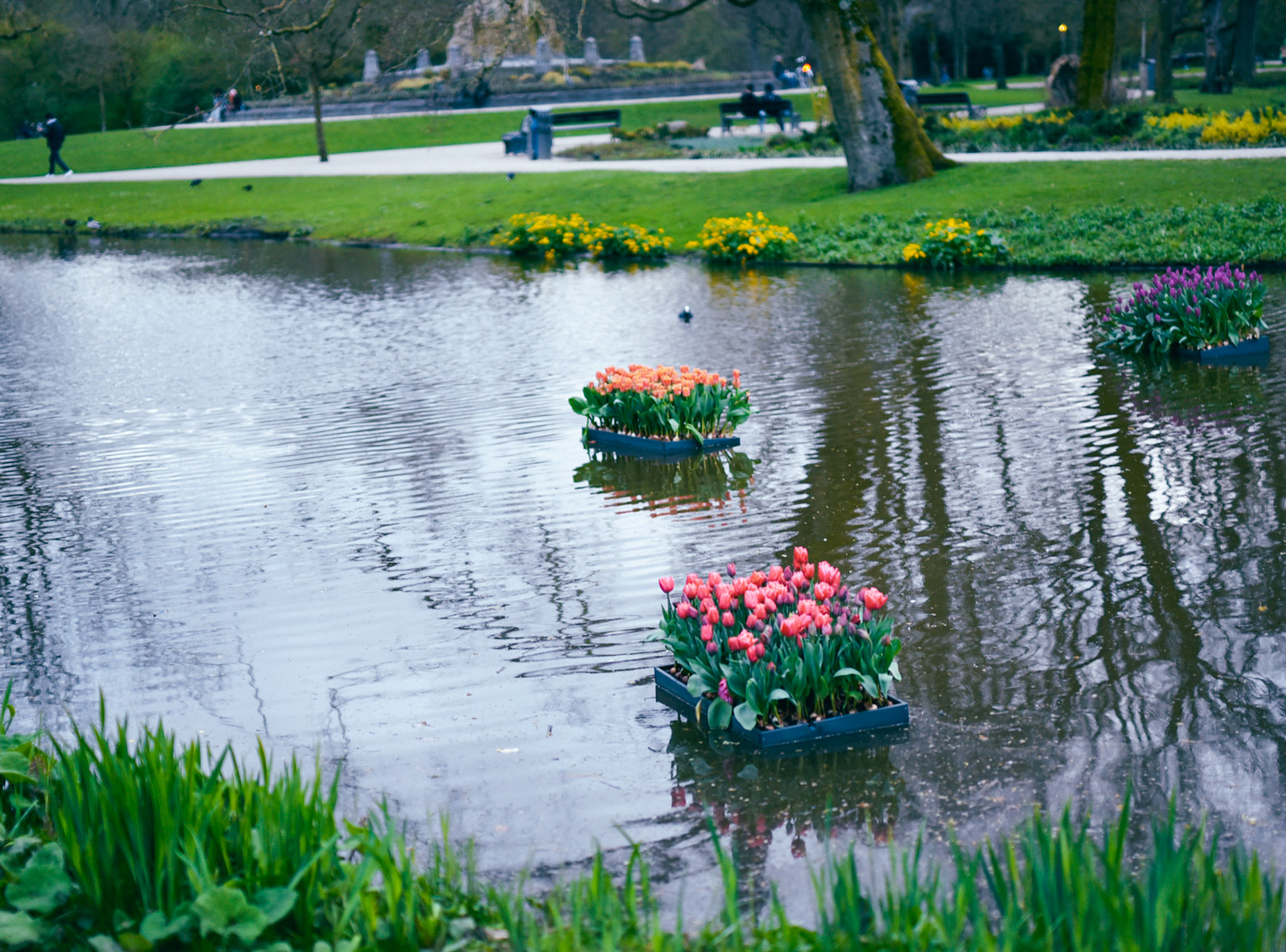 floating tulip gardens in Vondelpark