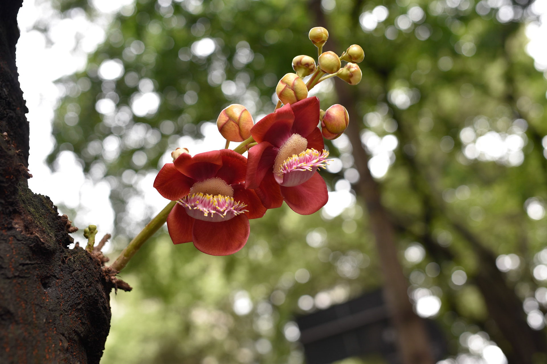 Cannonball Tree