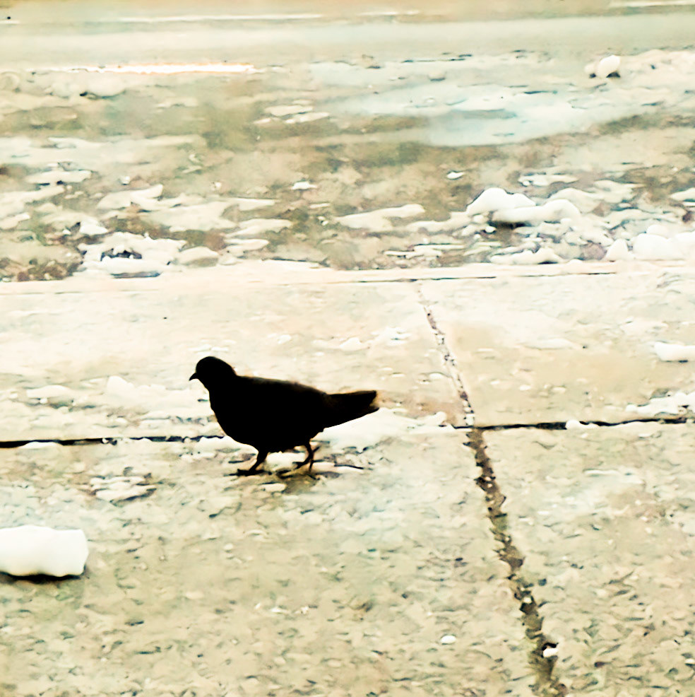 a pigeon walks by
