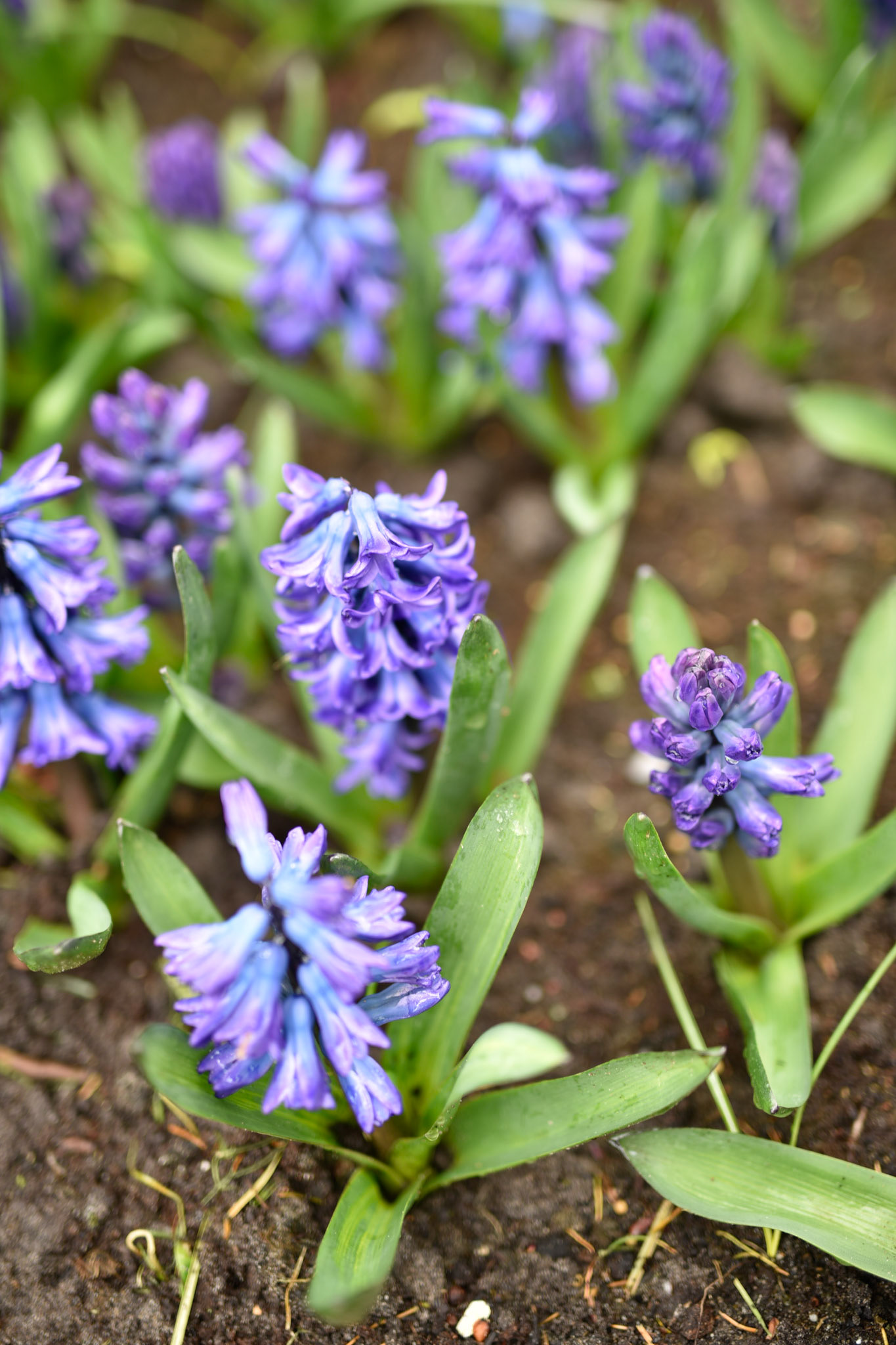 periwinkle is my favorite  color