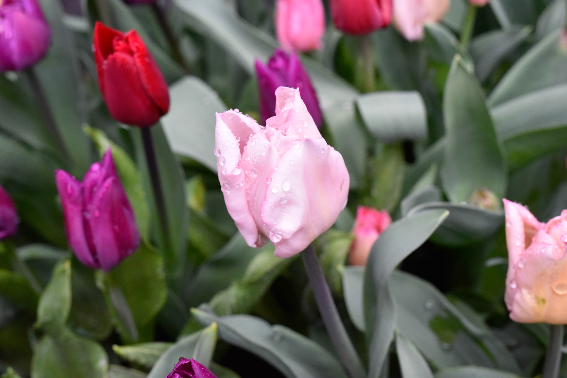 tulip sighting #2