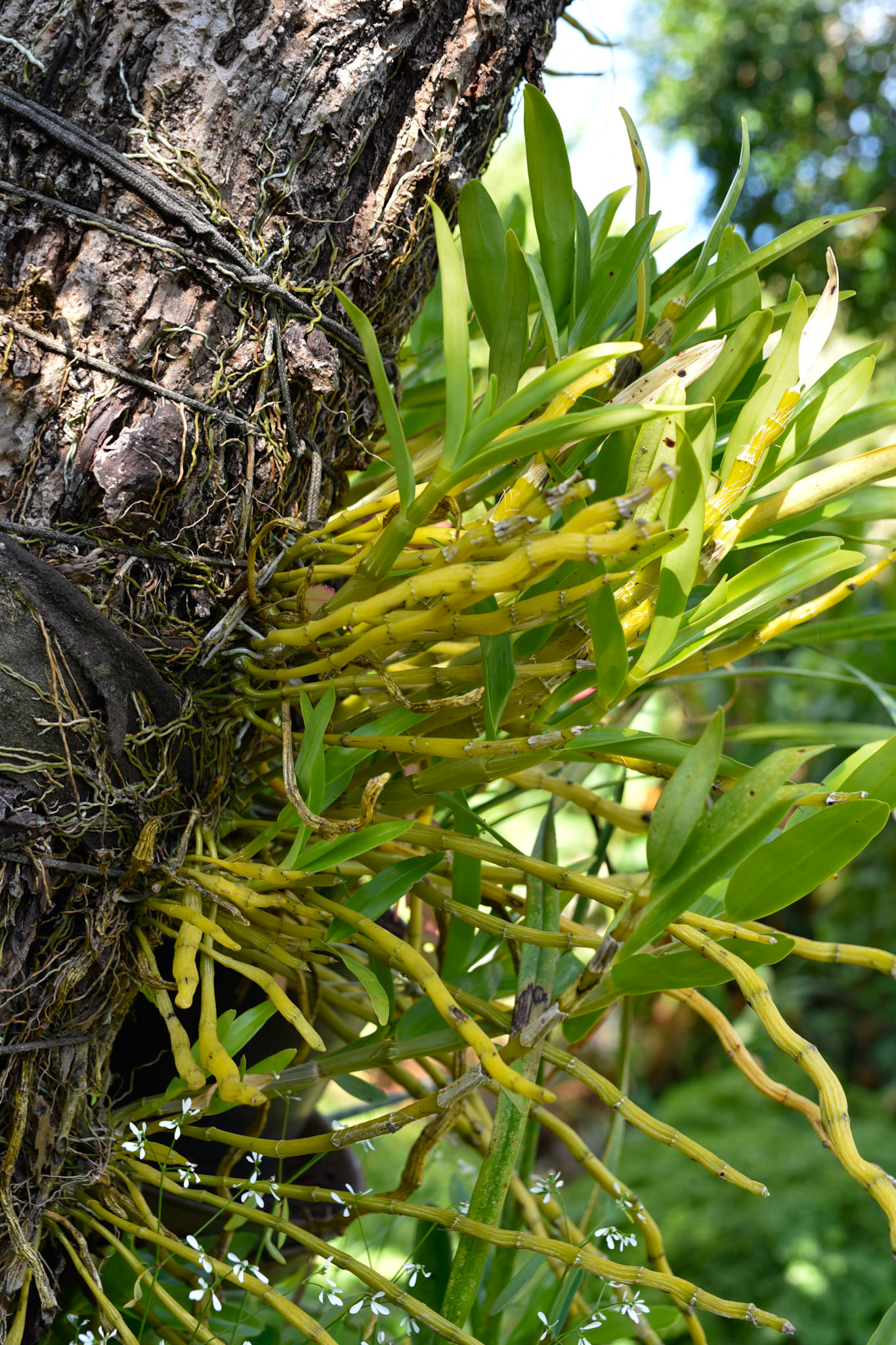 Orchids tied on the trees