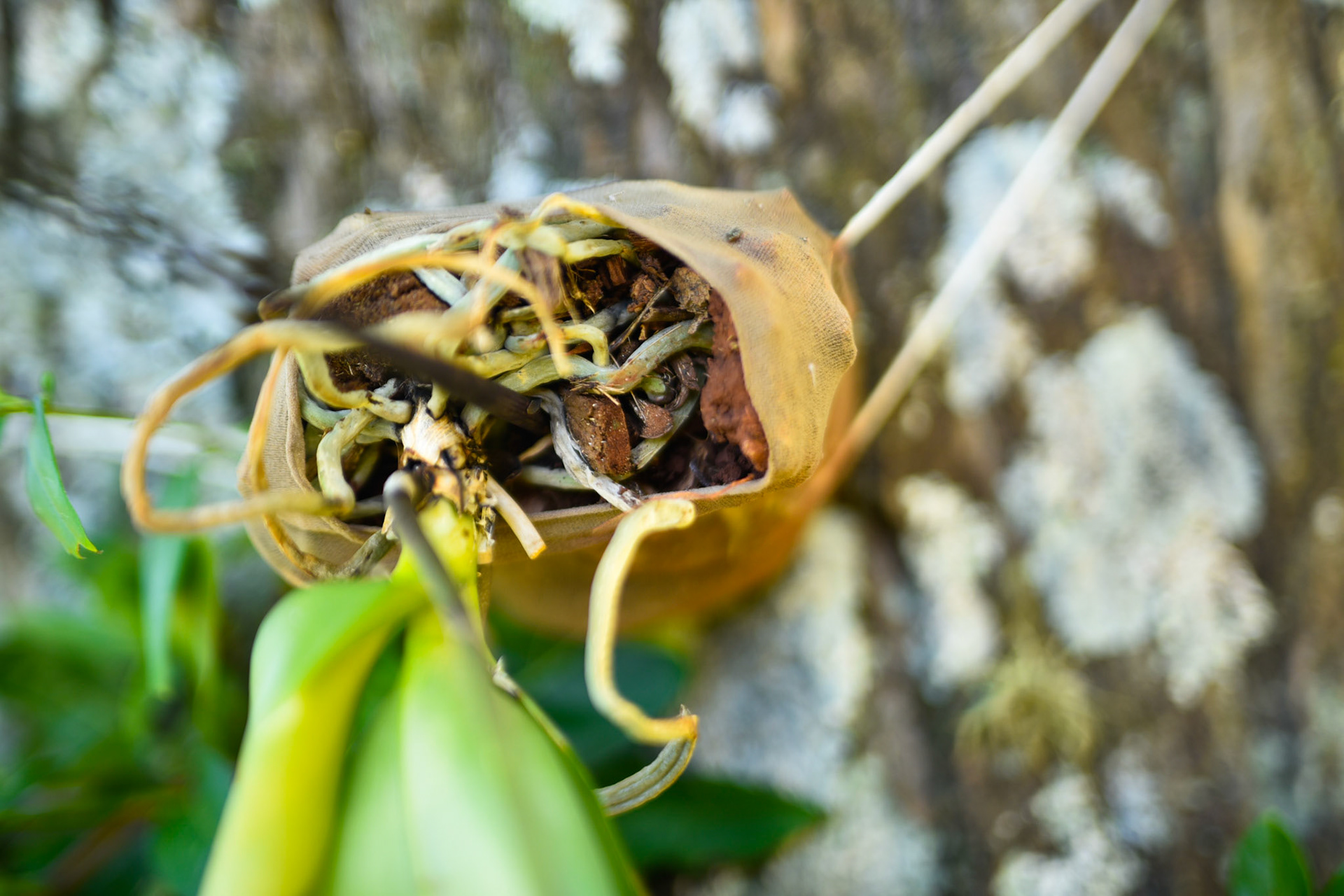 Orchids in panty hose