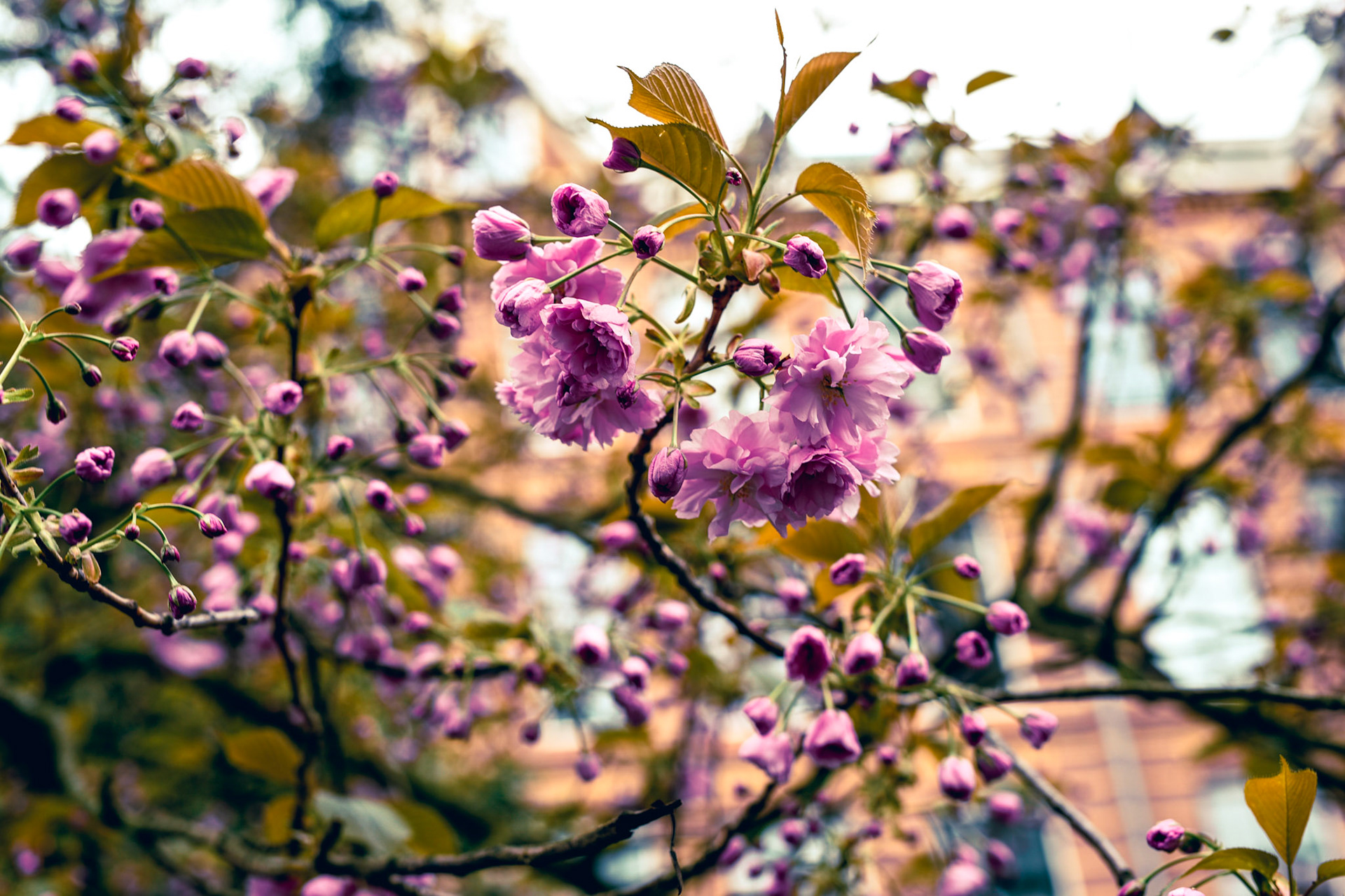 Cherry Blossoms