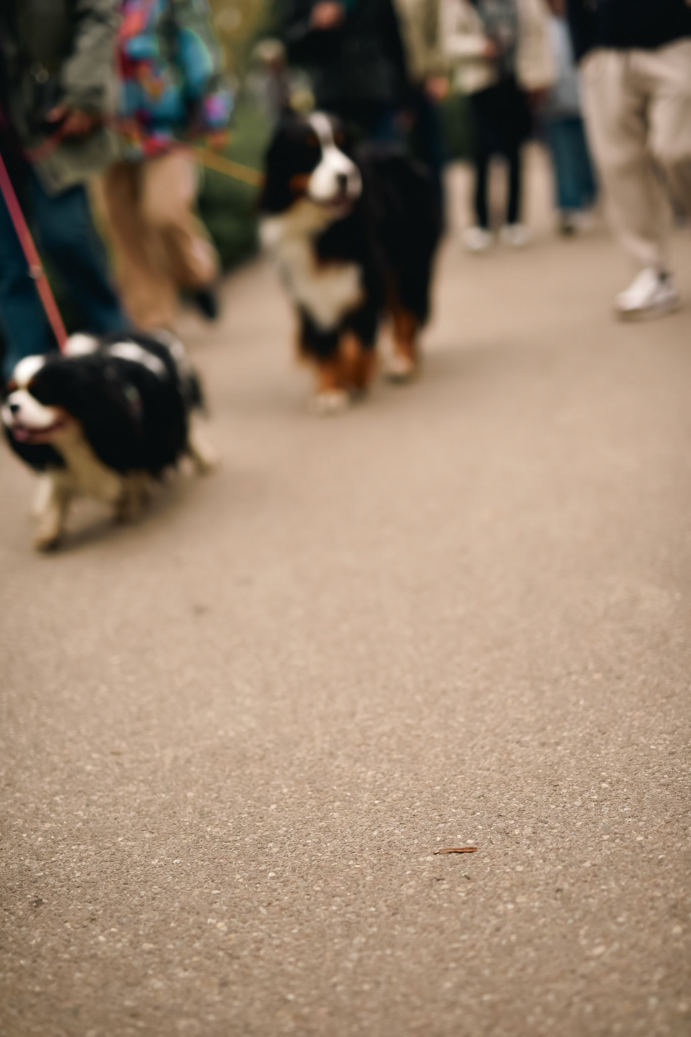 the dogs were good again 