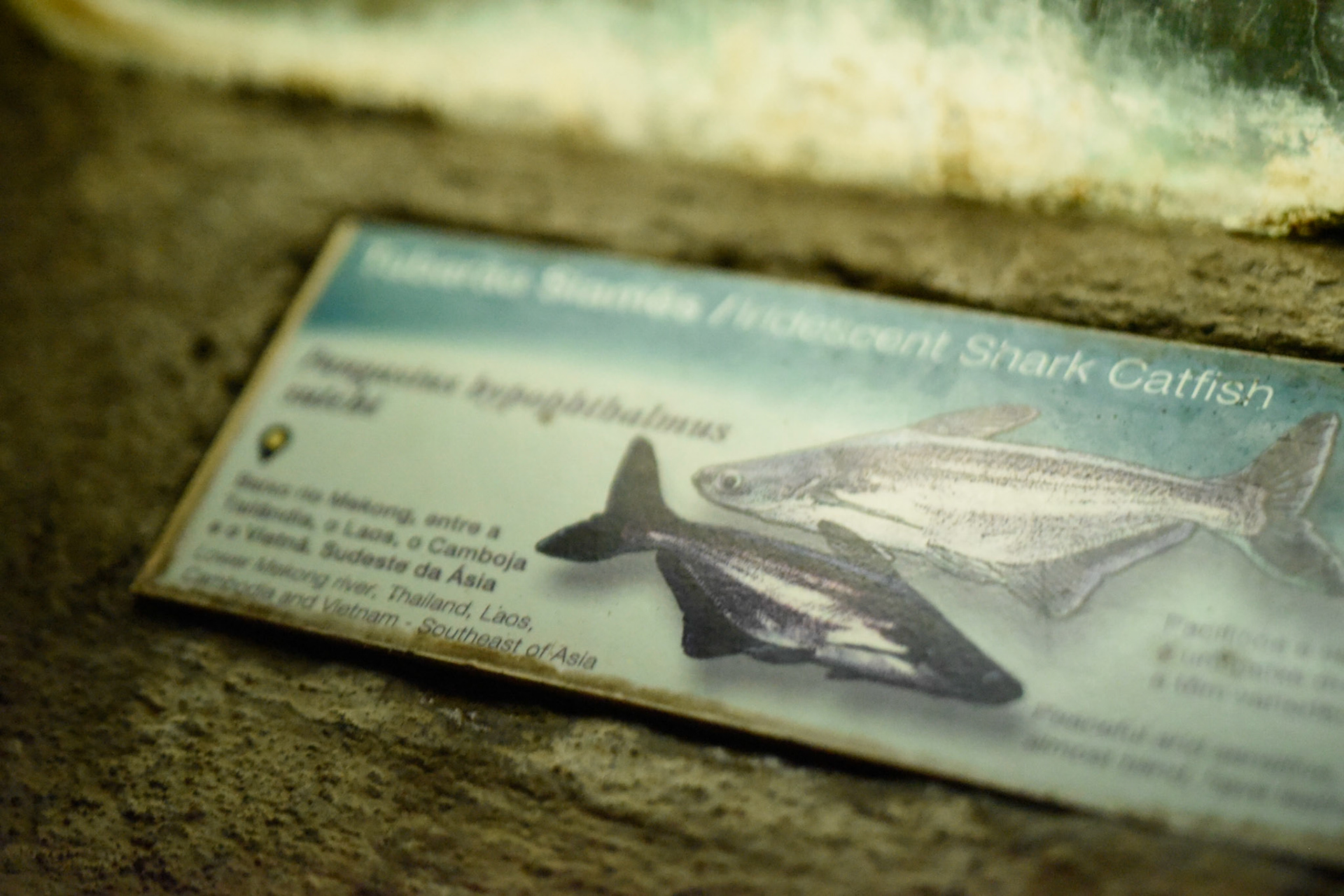 man-made grottos host the aquarium