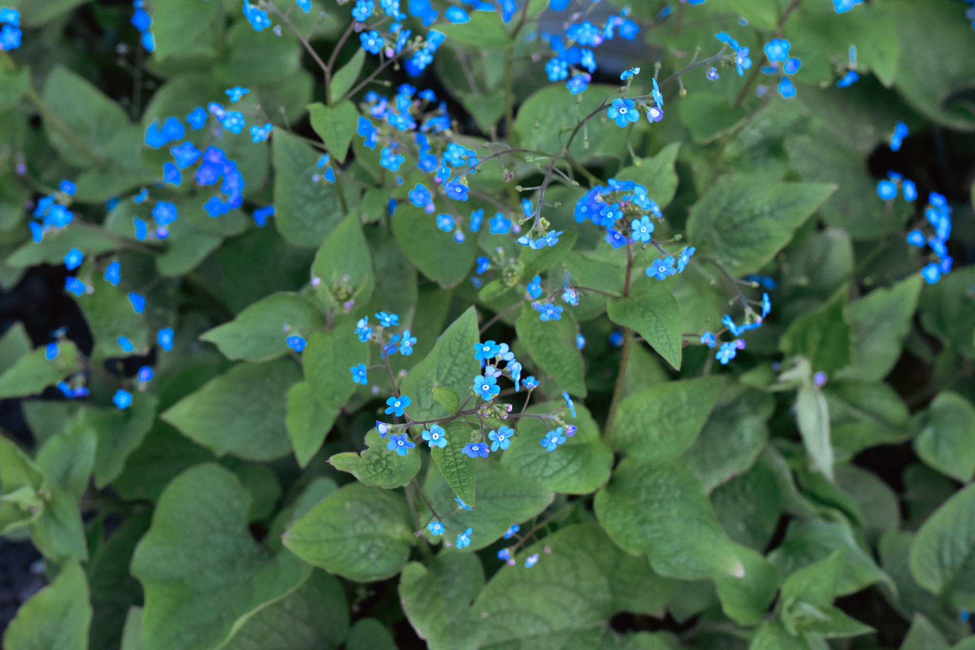 forget me nots blooming in Vondelpark