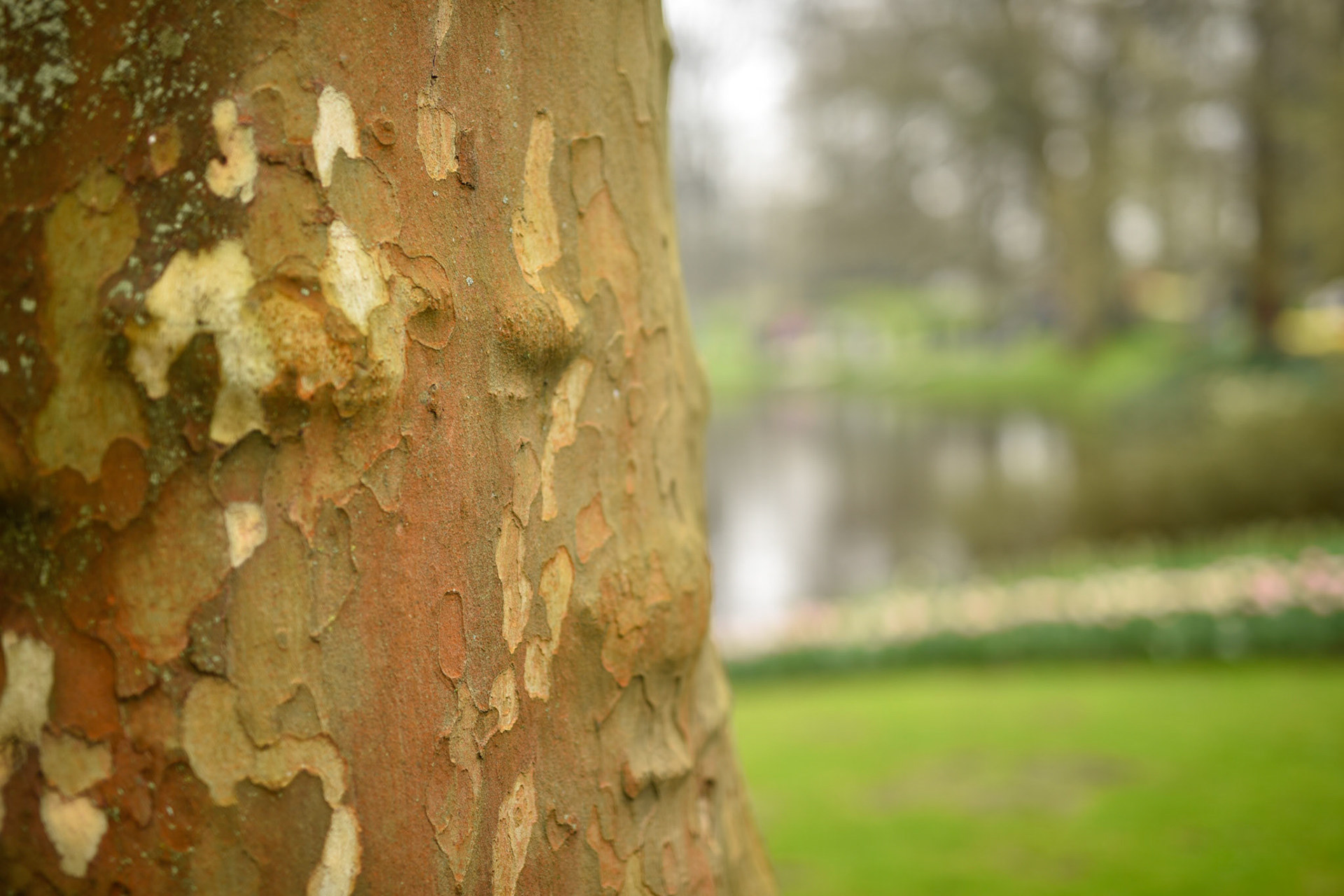 even the tree bark has a green tint