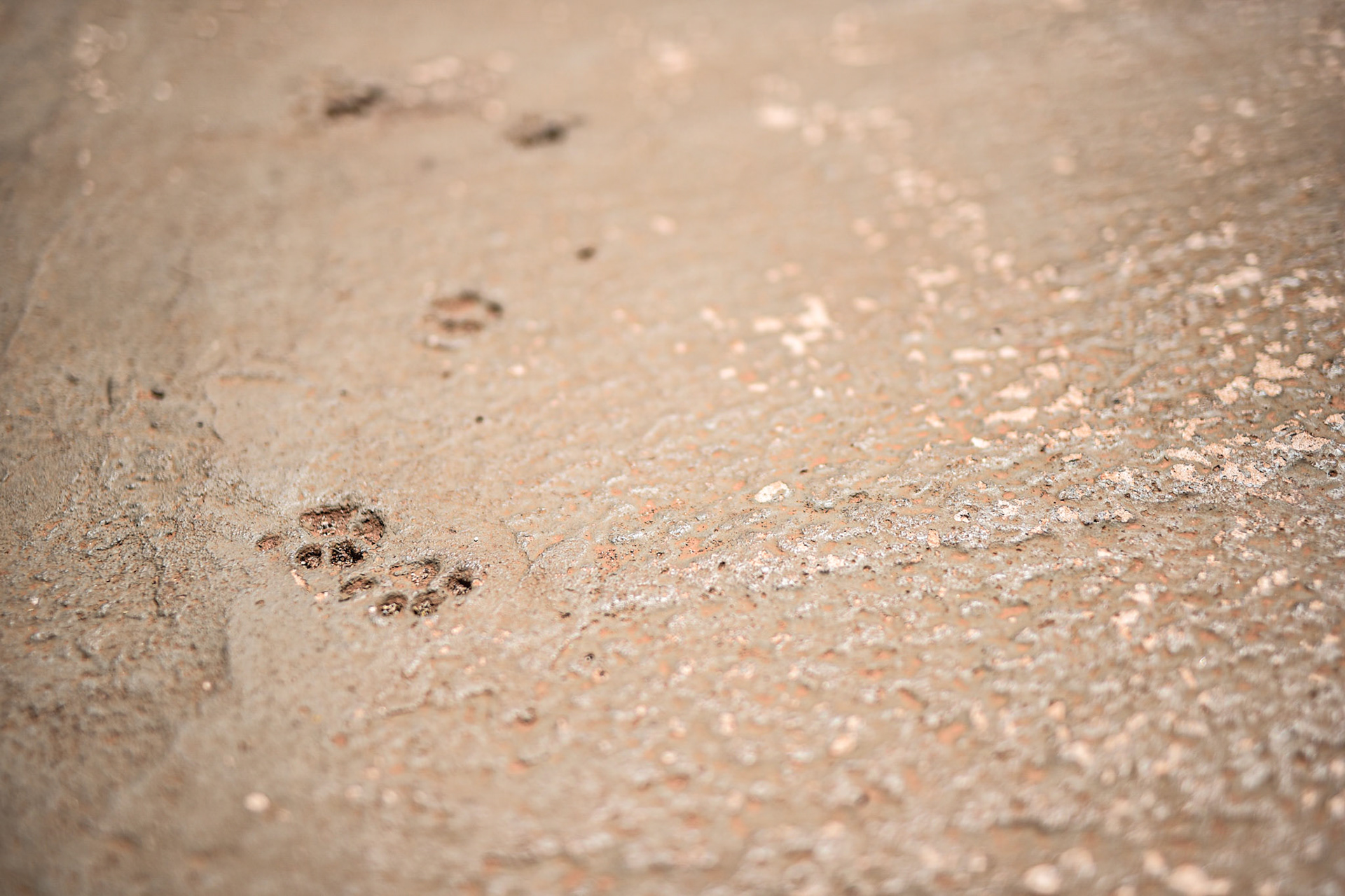 cat prints on the sidewalk