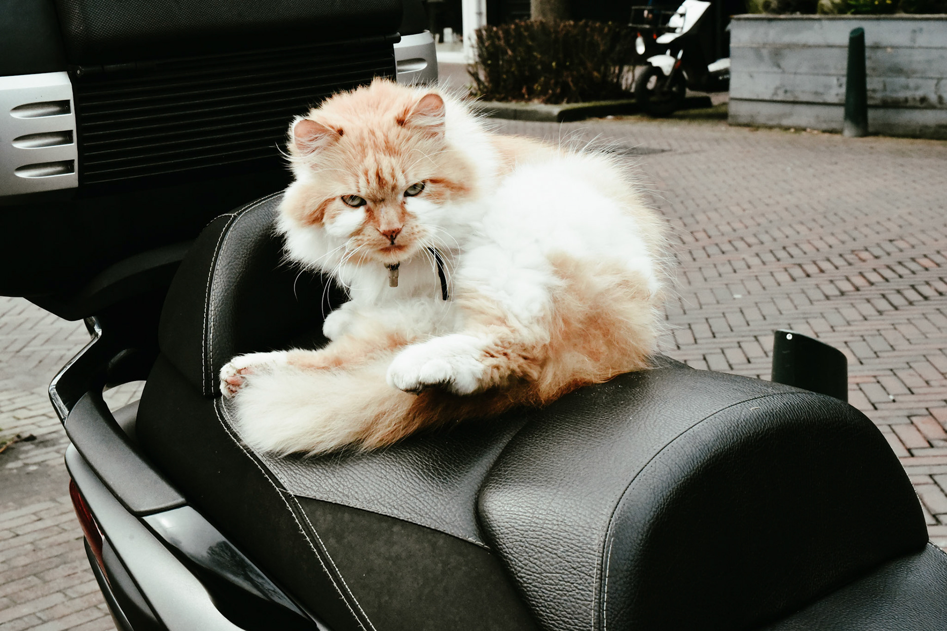 cats on motos, also took a photo like this in Athens, Zeist