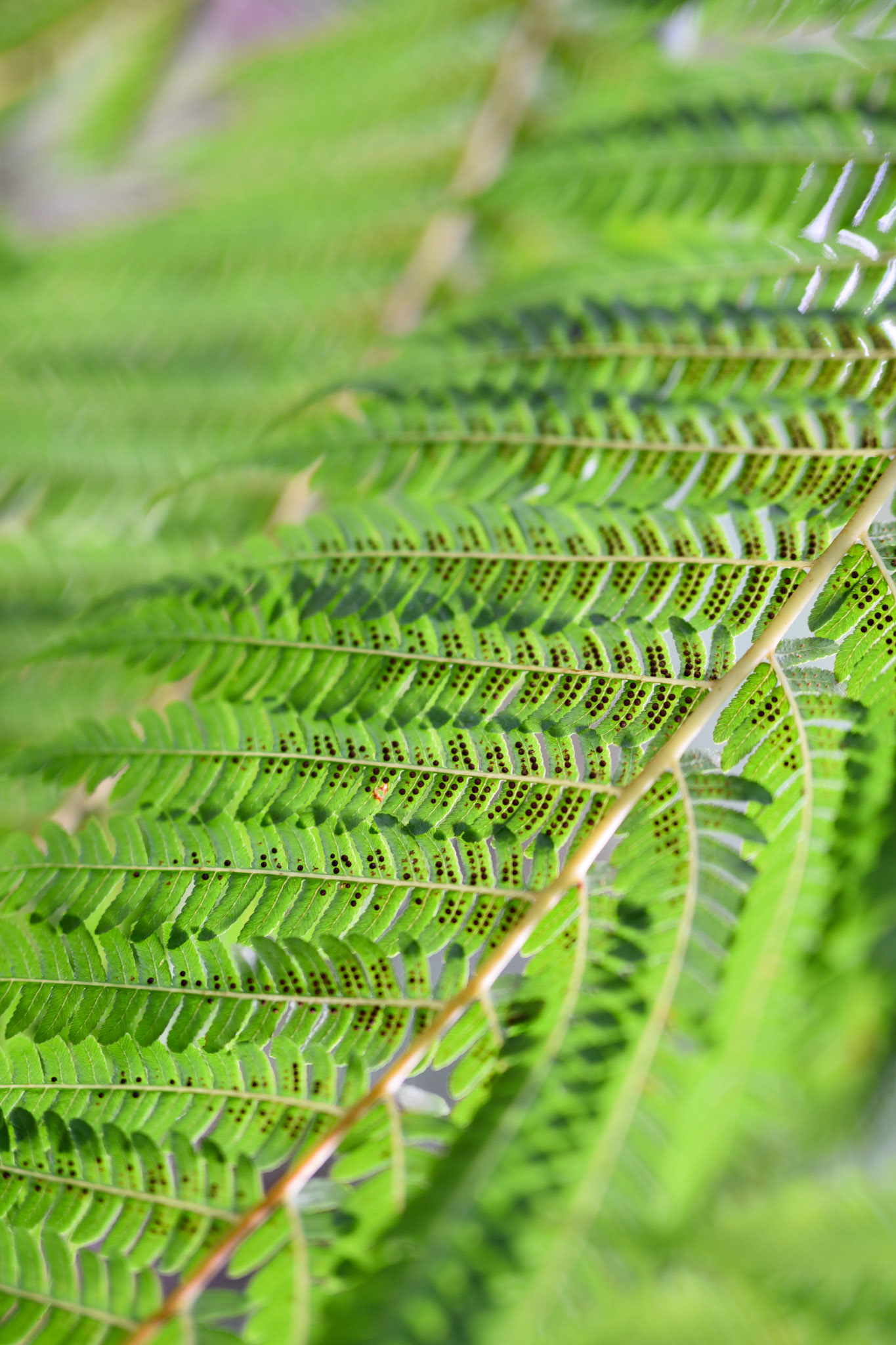 fern spores