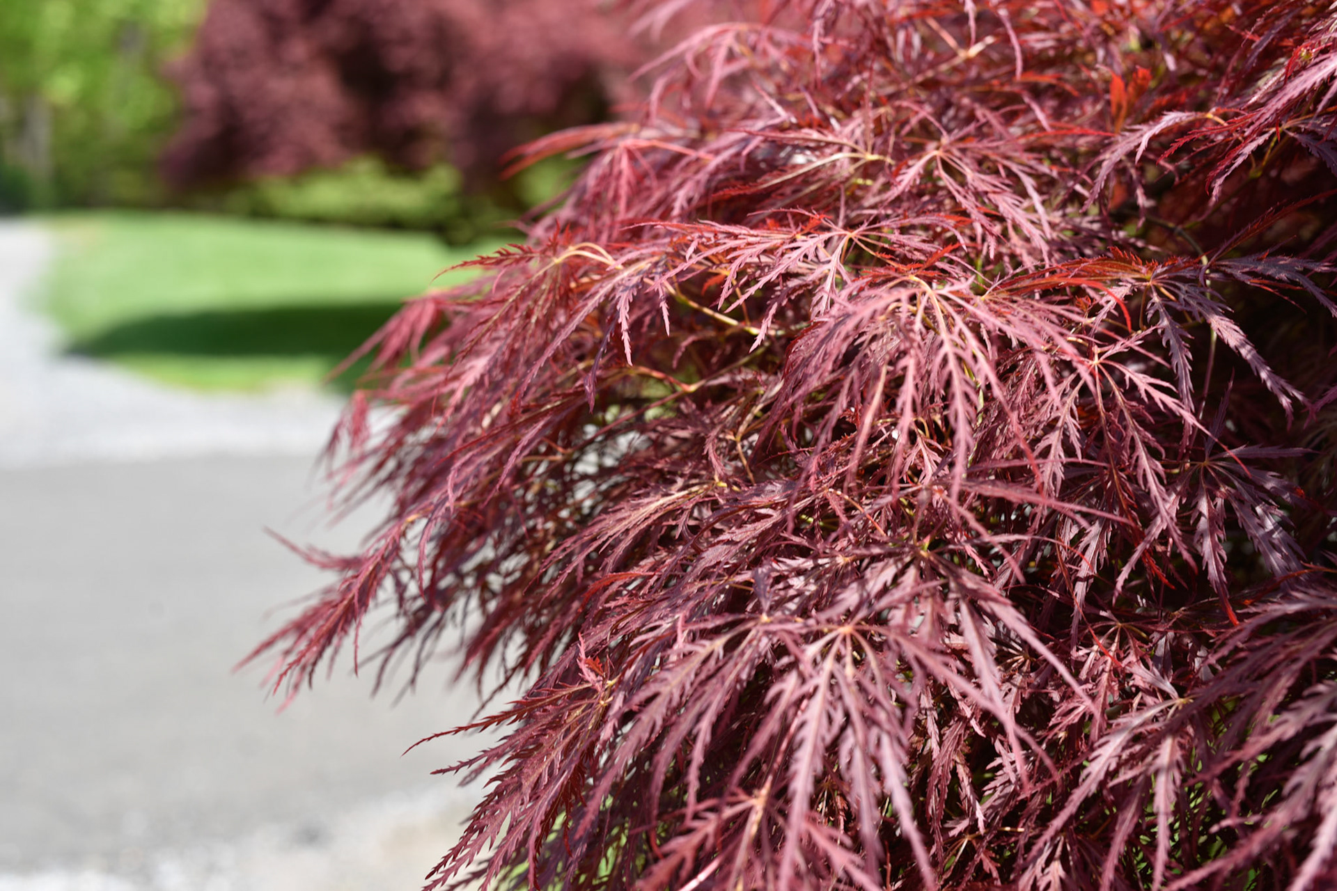 Japanese Maple