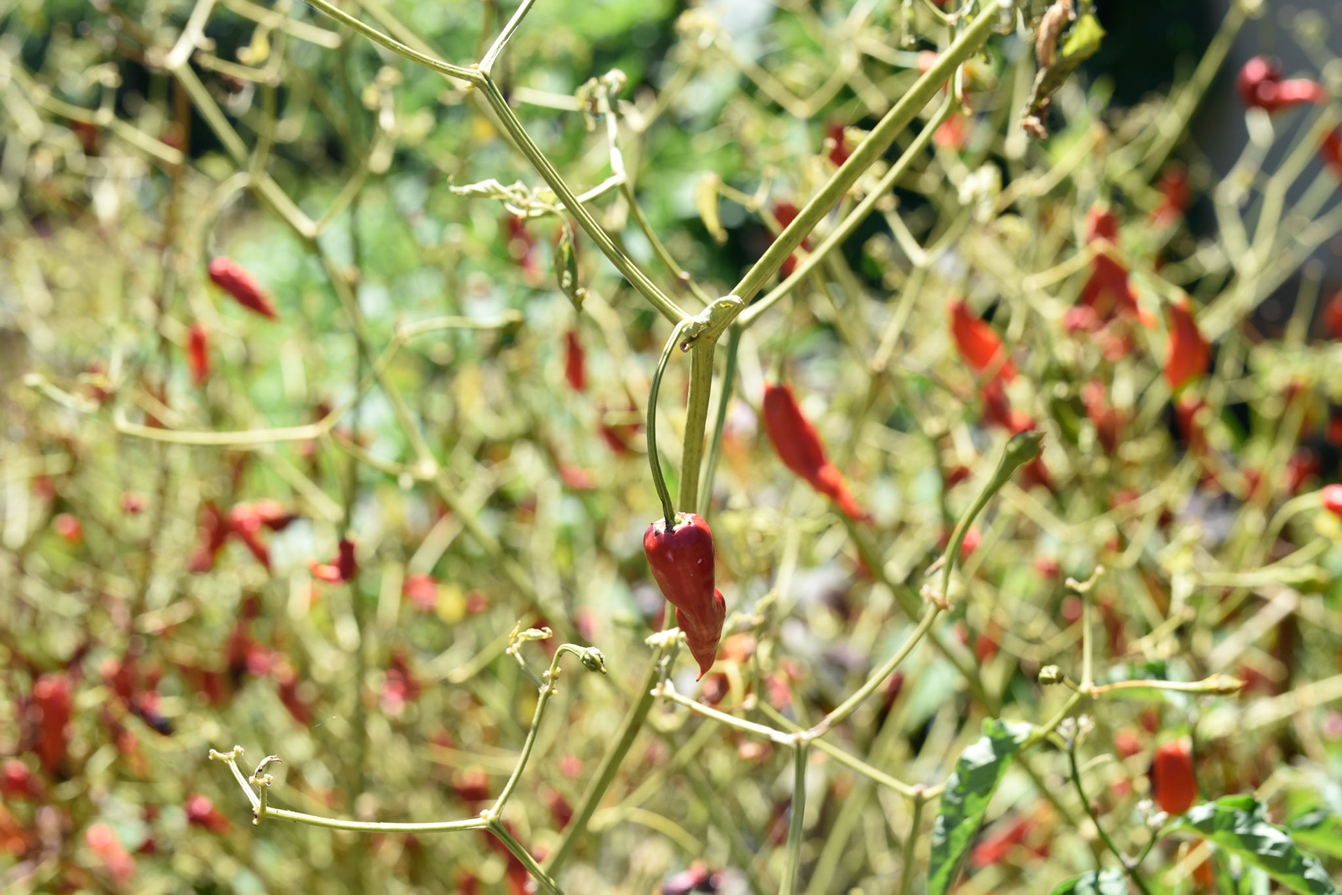 chili peppers in January