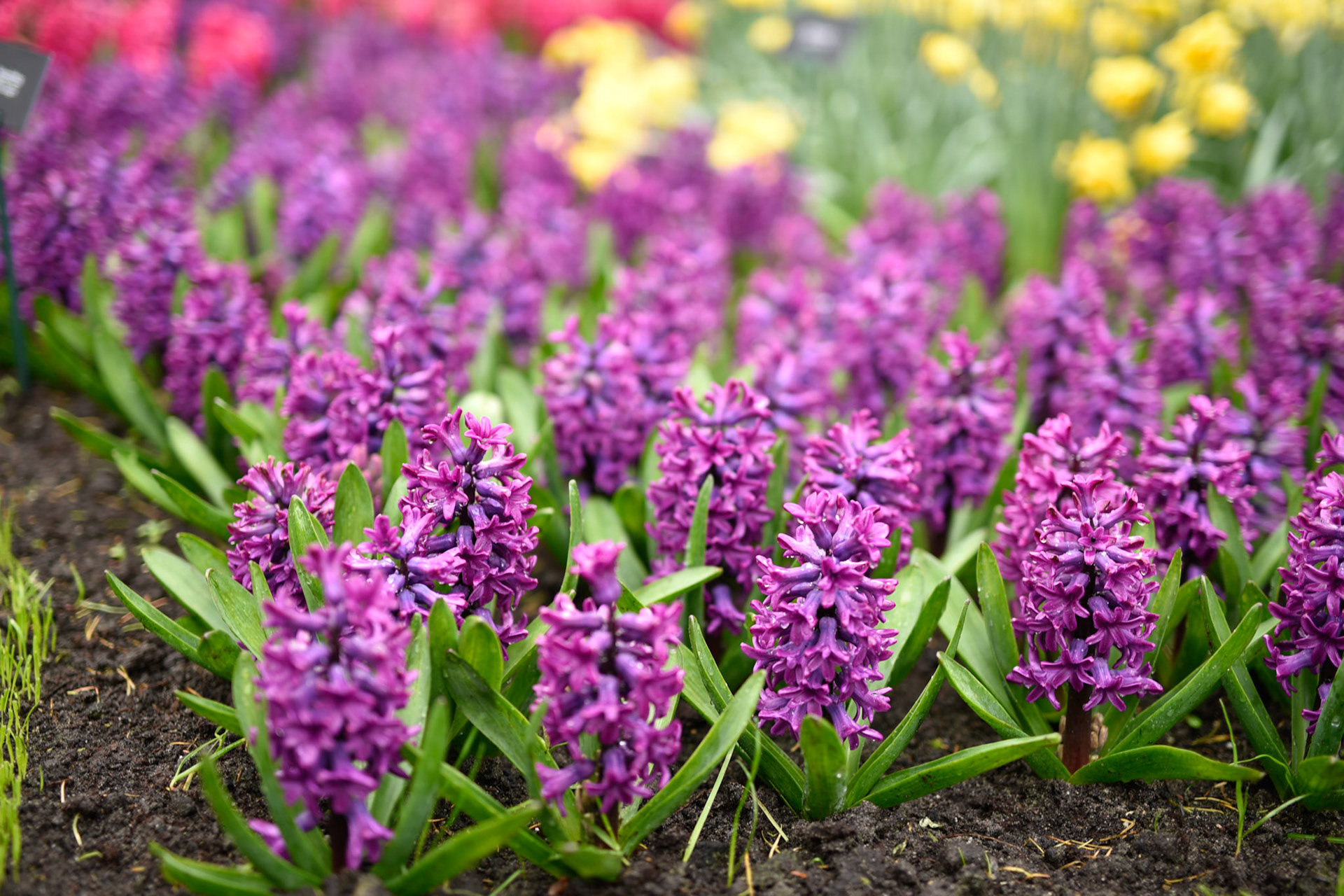 Hyacinth