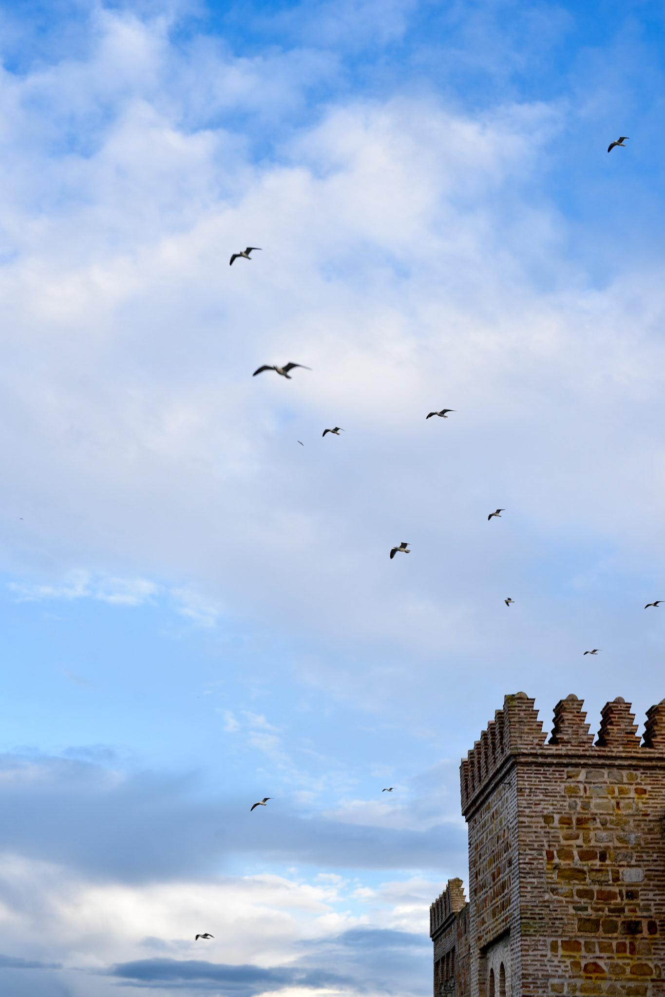sky rats