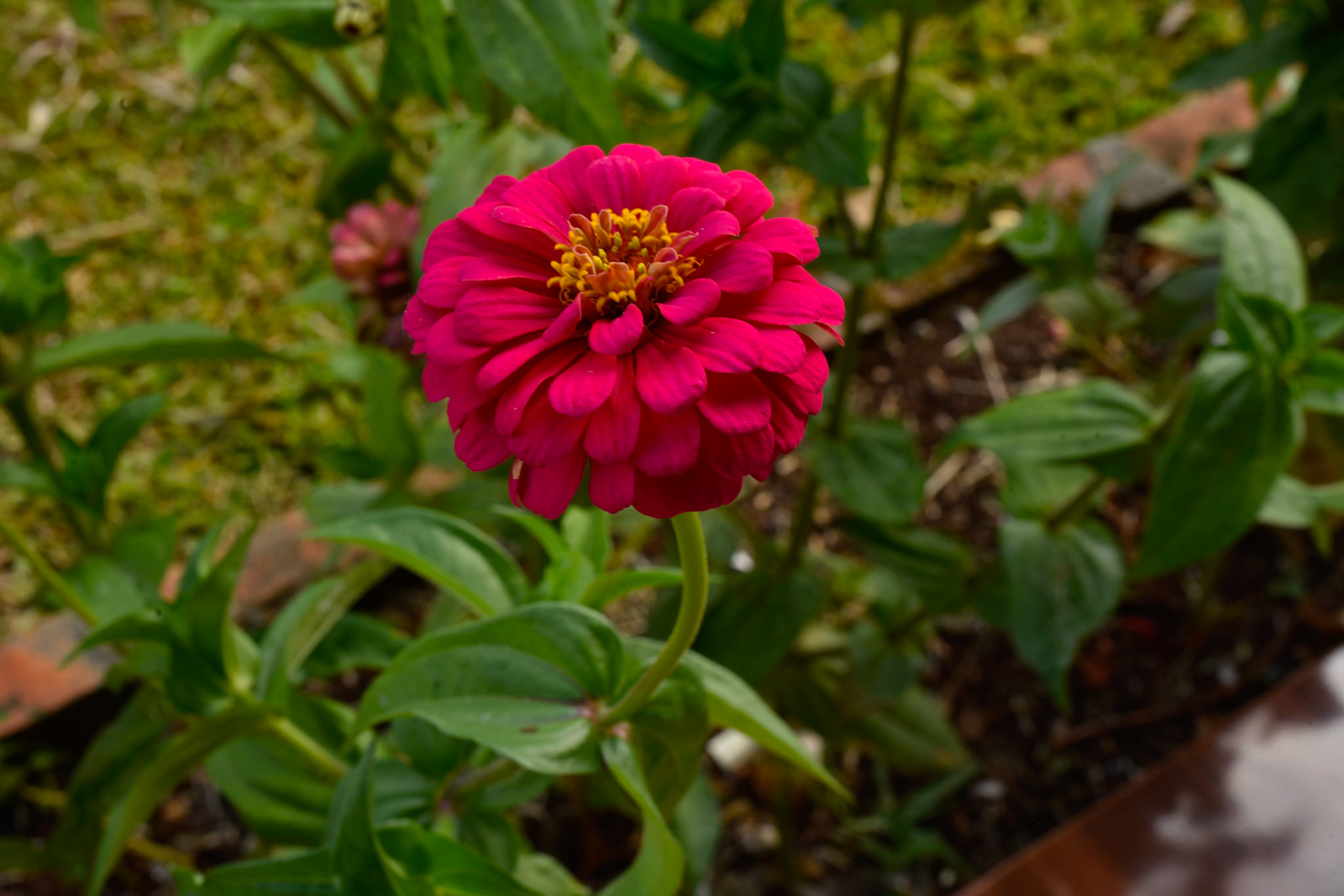 Zinnia's in December