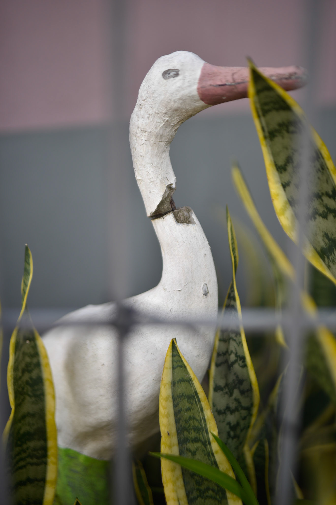 front yard still life
