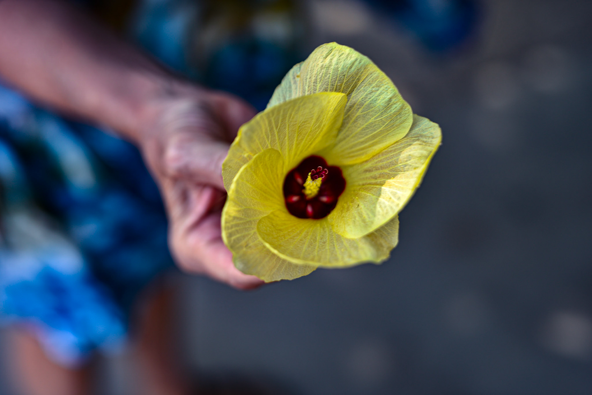 yellow hibiscus