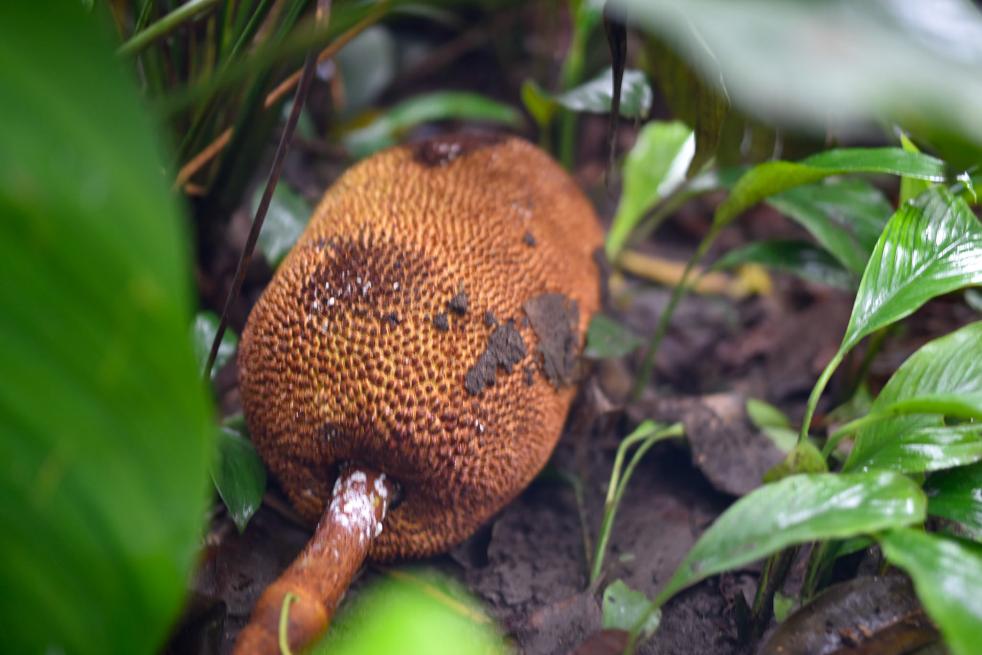 jackfruit, a food source for the slaves