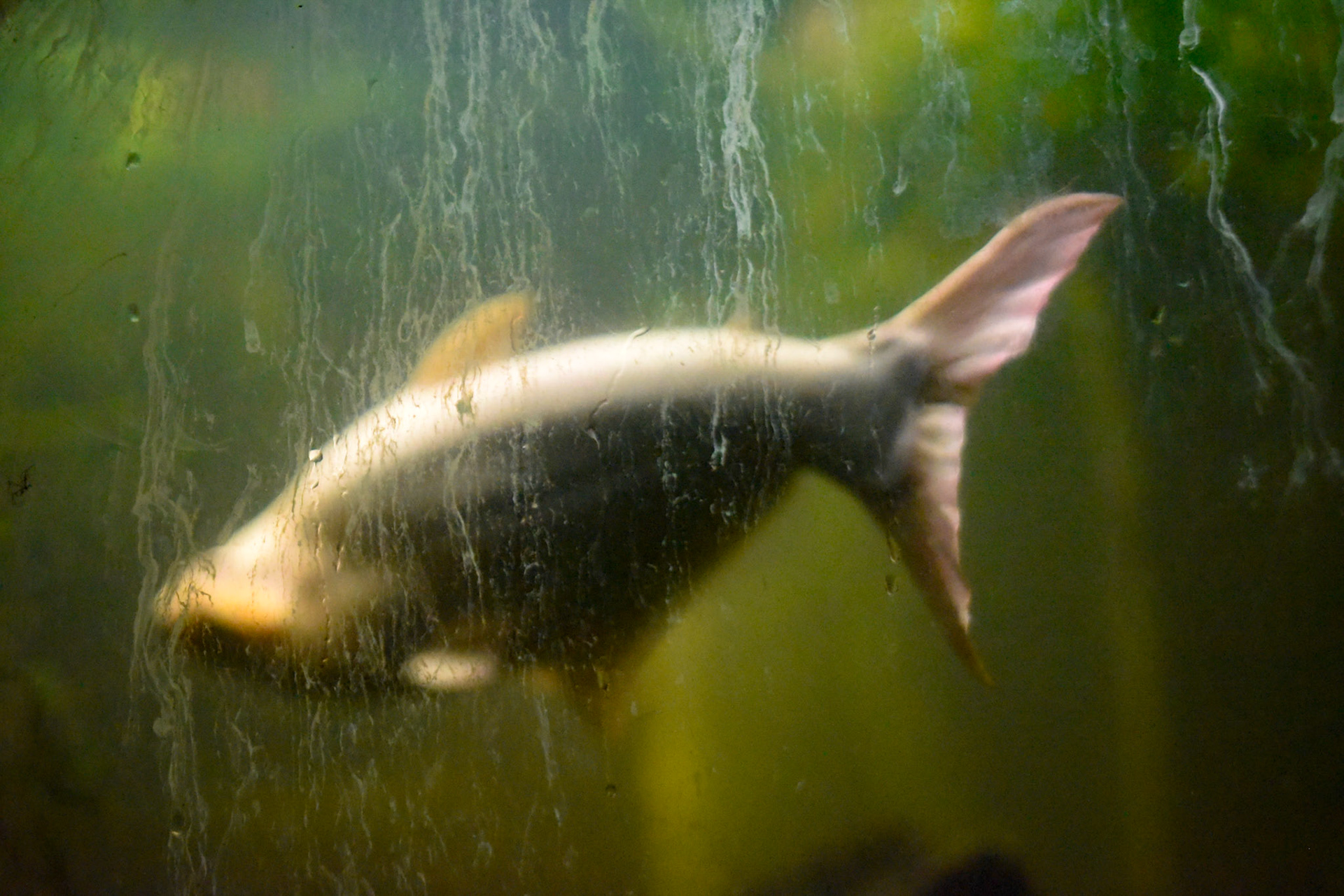 shark catfish