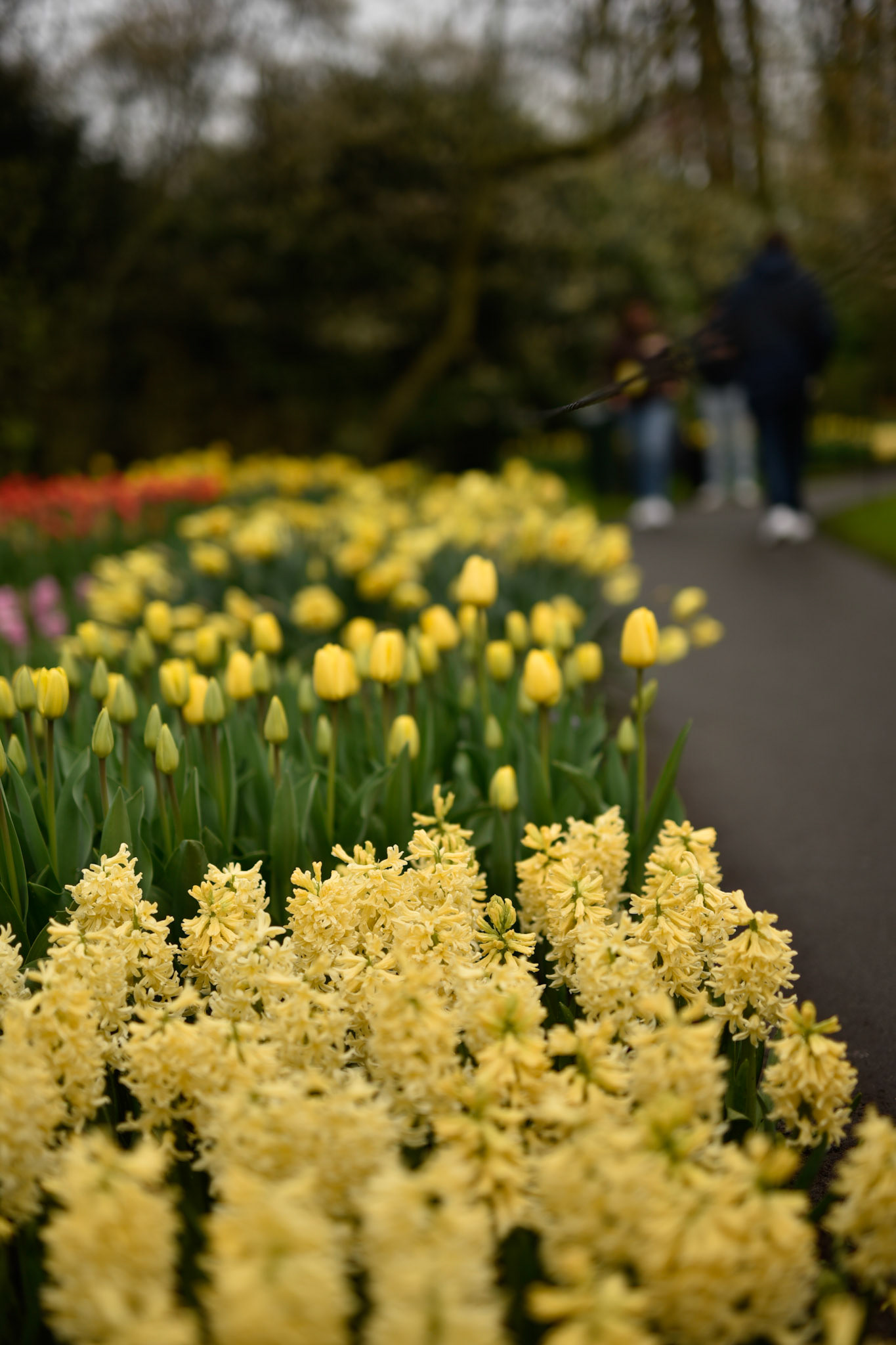 yellow ones