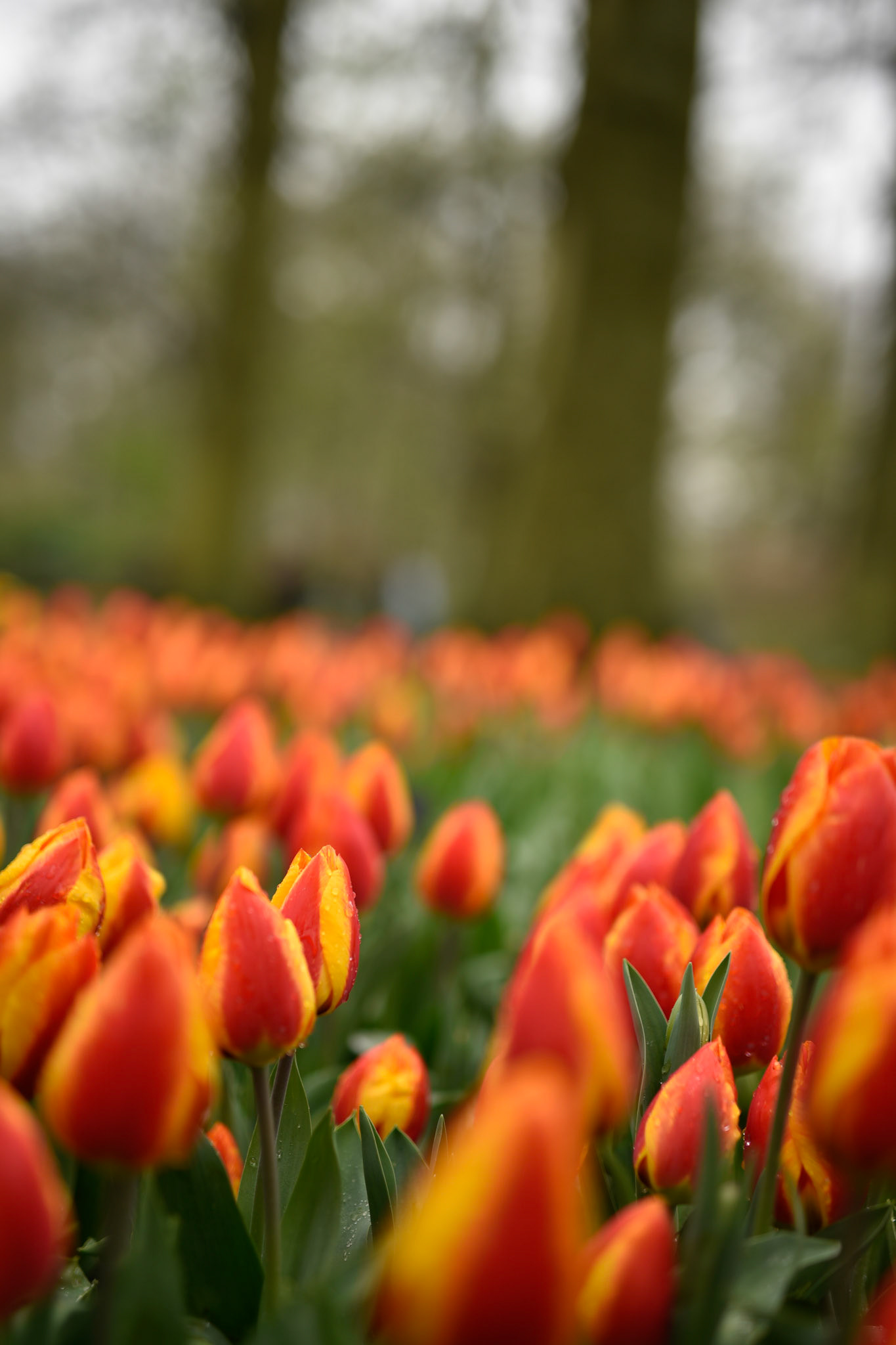 fire tulips
