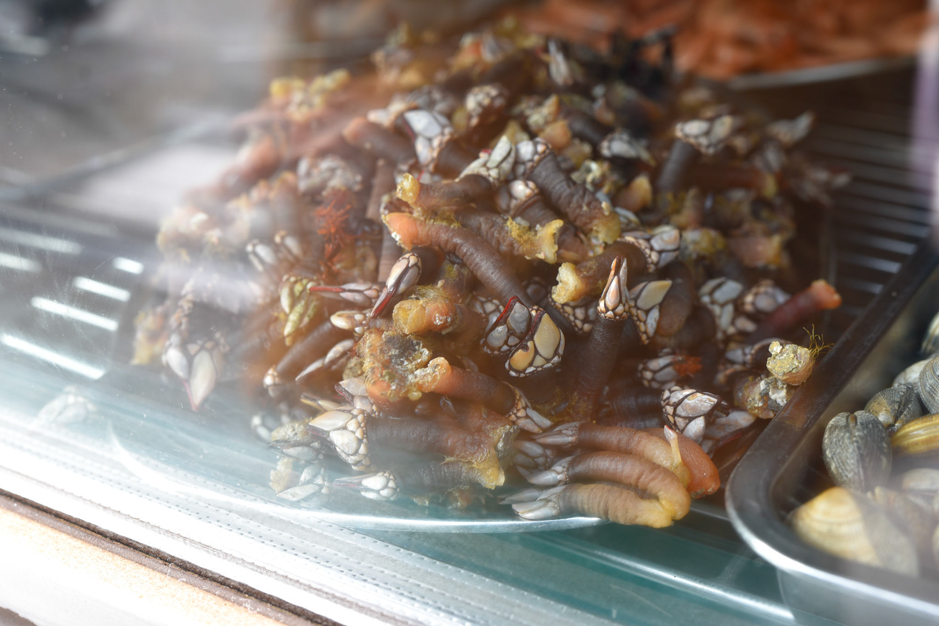 gooseneck barnacles, seafood delicacy