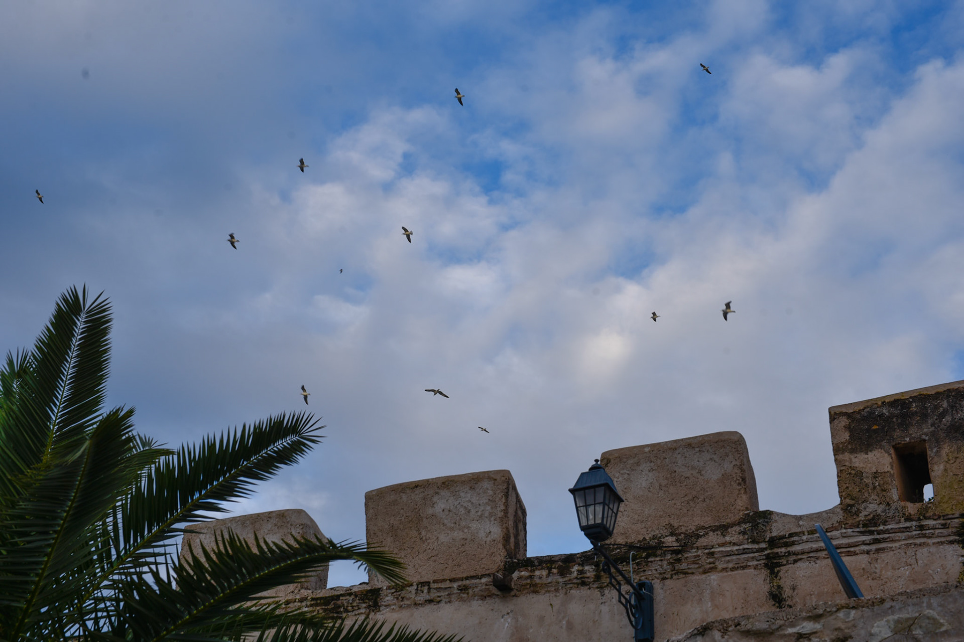 sky rats