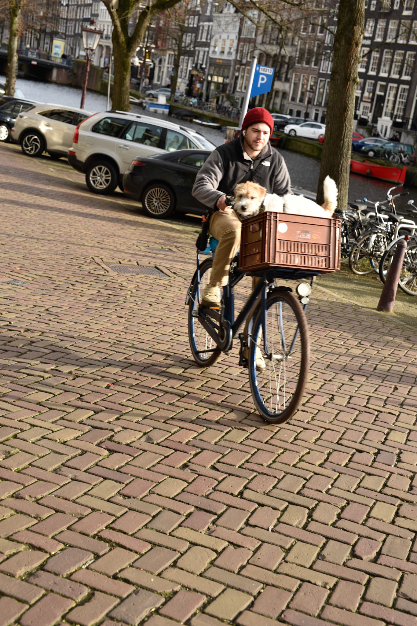 dog in basket