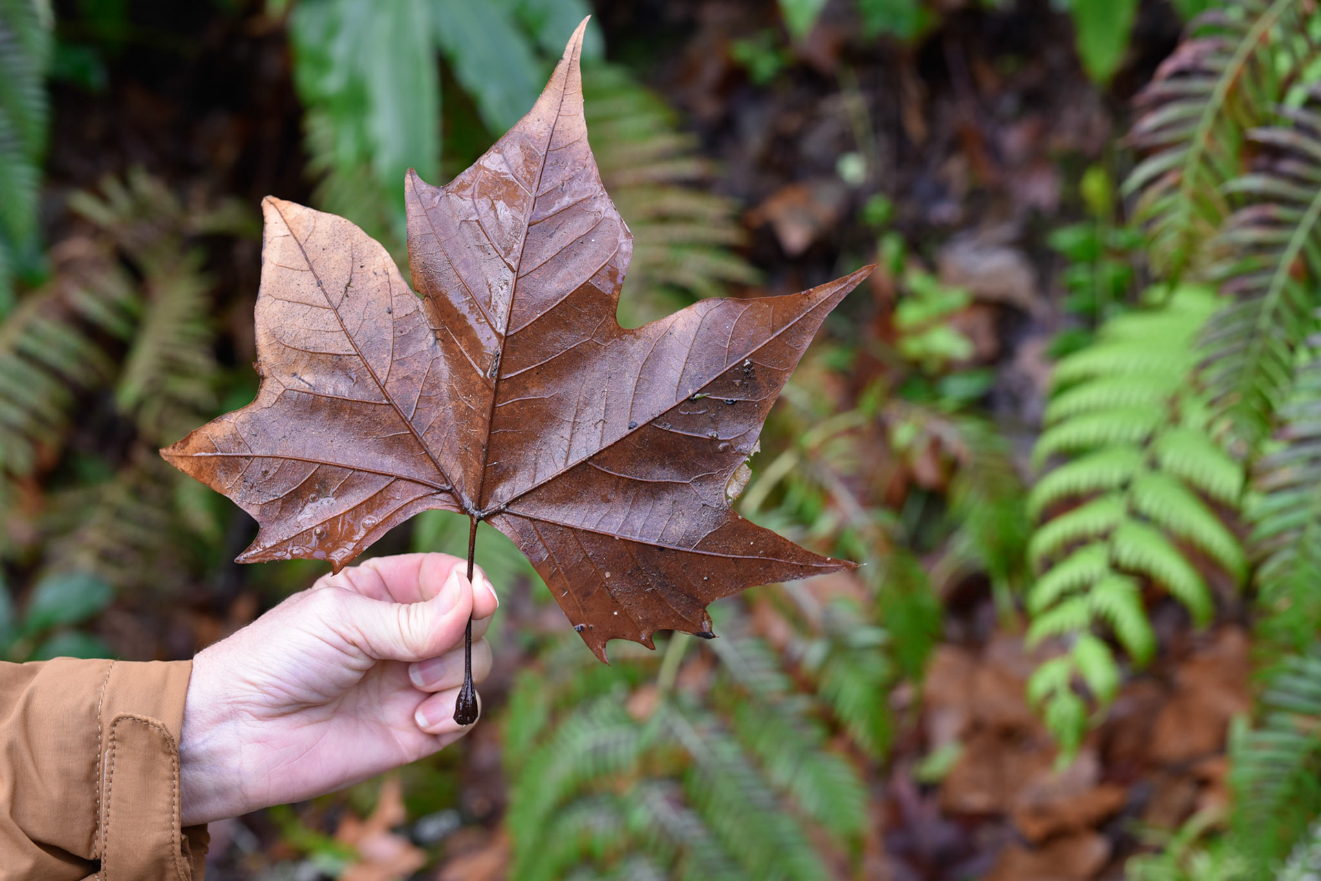 Leaf at Palace de pena gardens