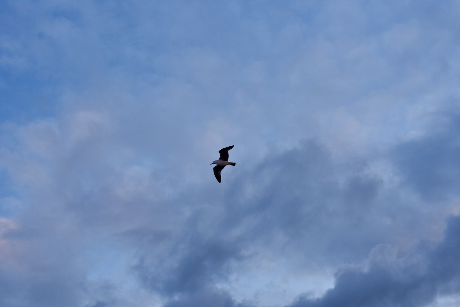 seagull