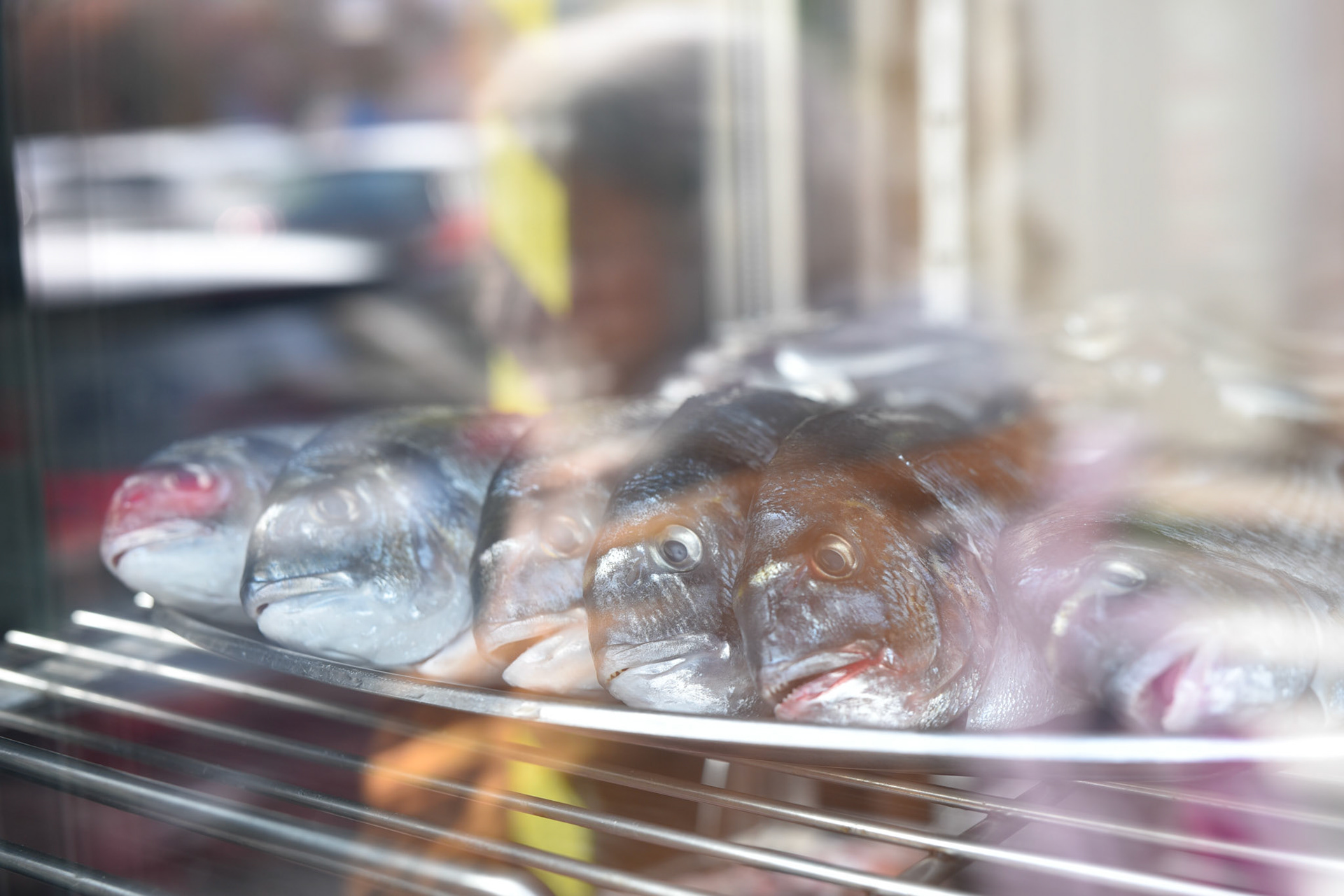 Fish in window