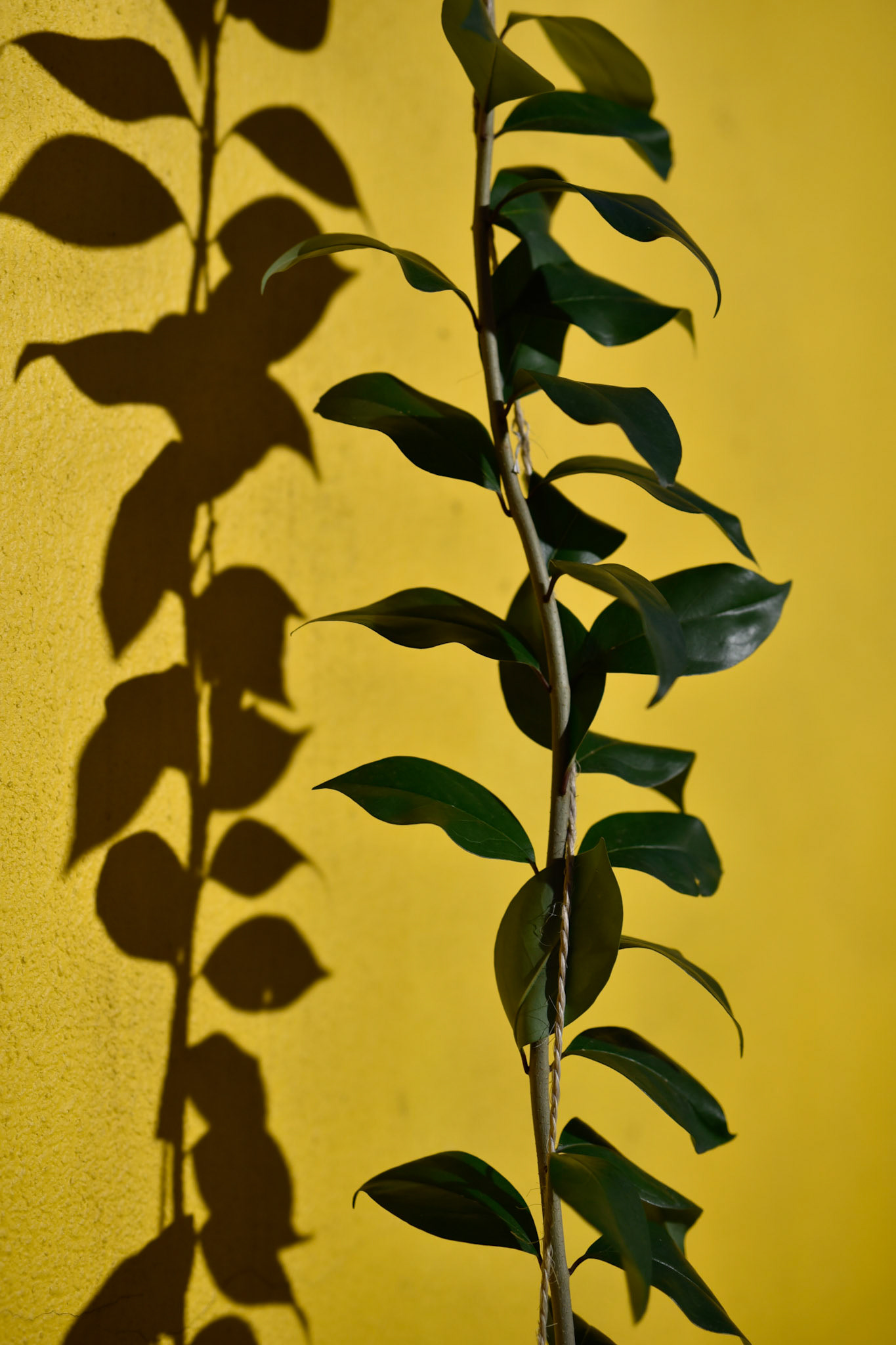 vine and shadow