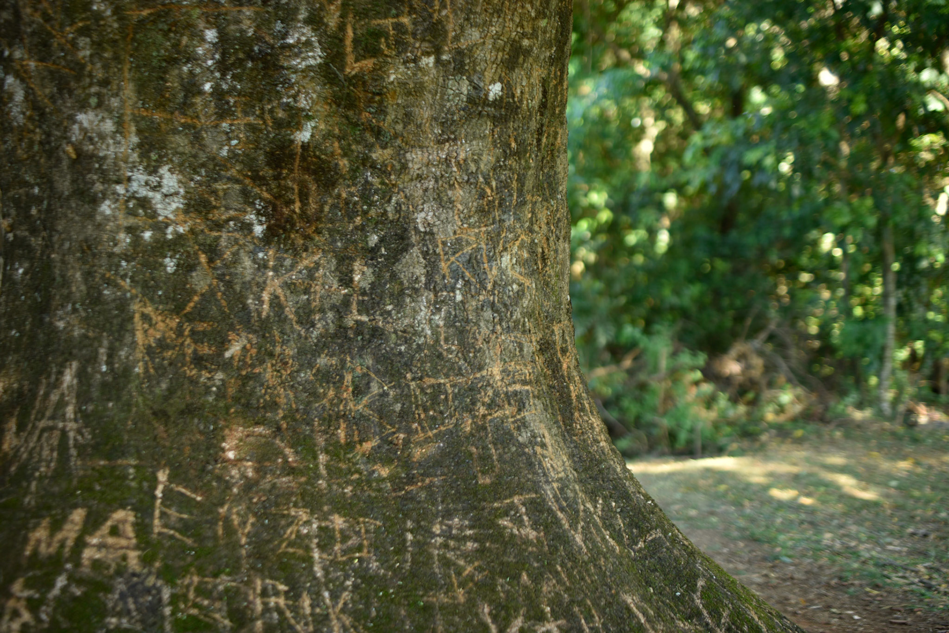 the trees are strong