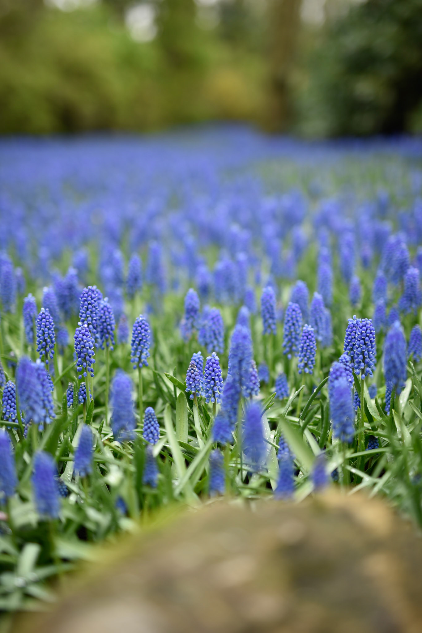 Grape Hyacinth
