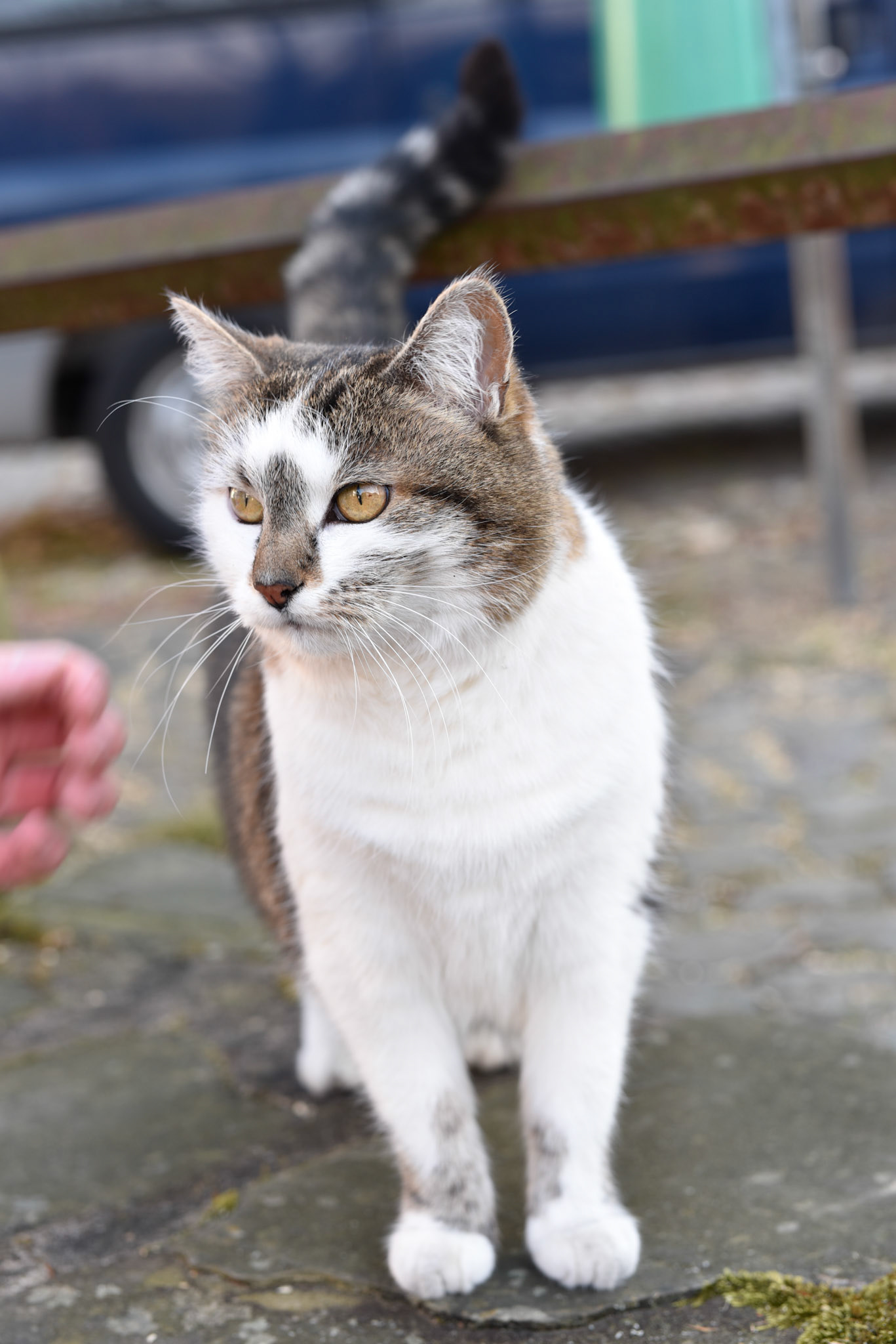 Reminicent of the cats of Greece!