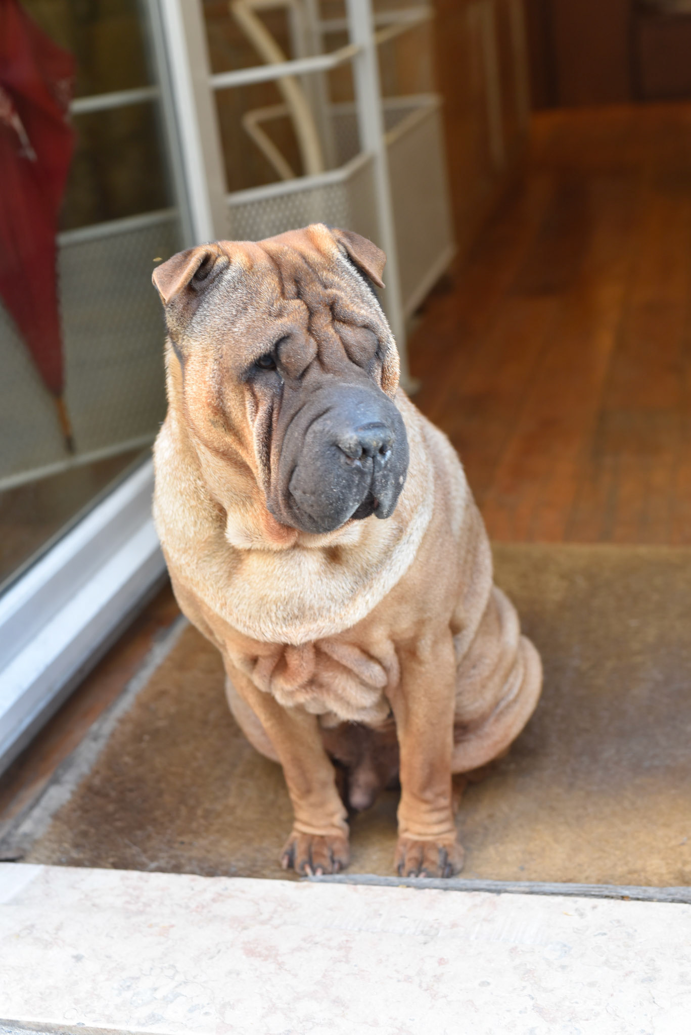 Sharpei