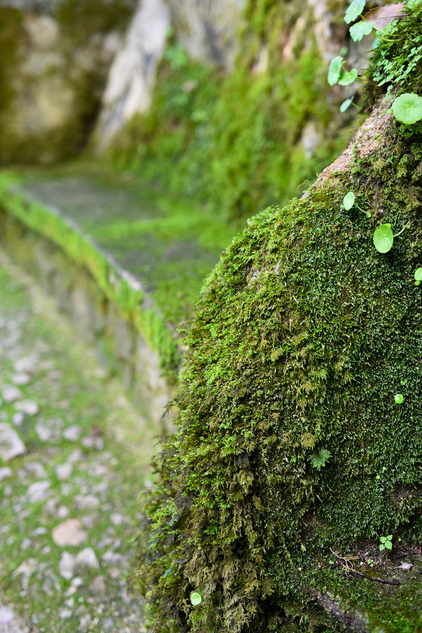 moss