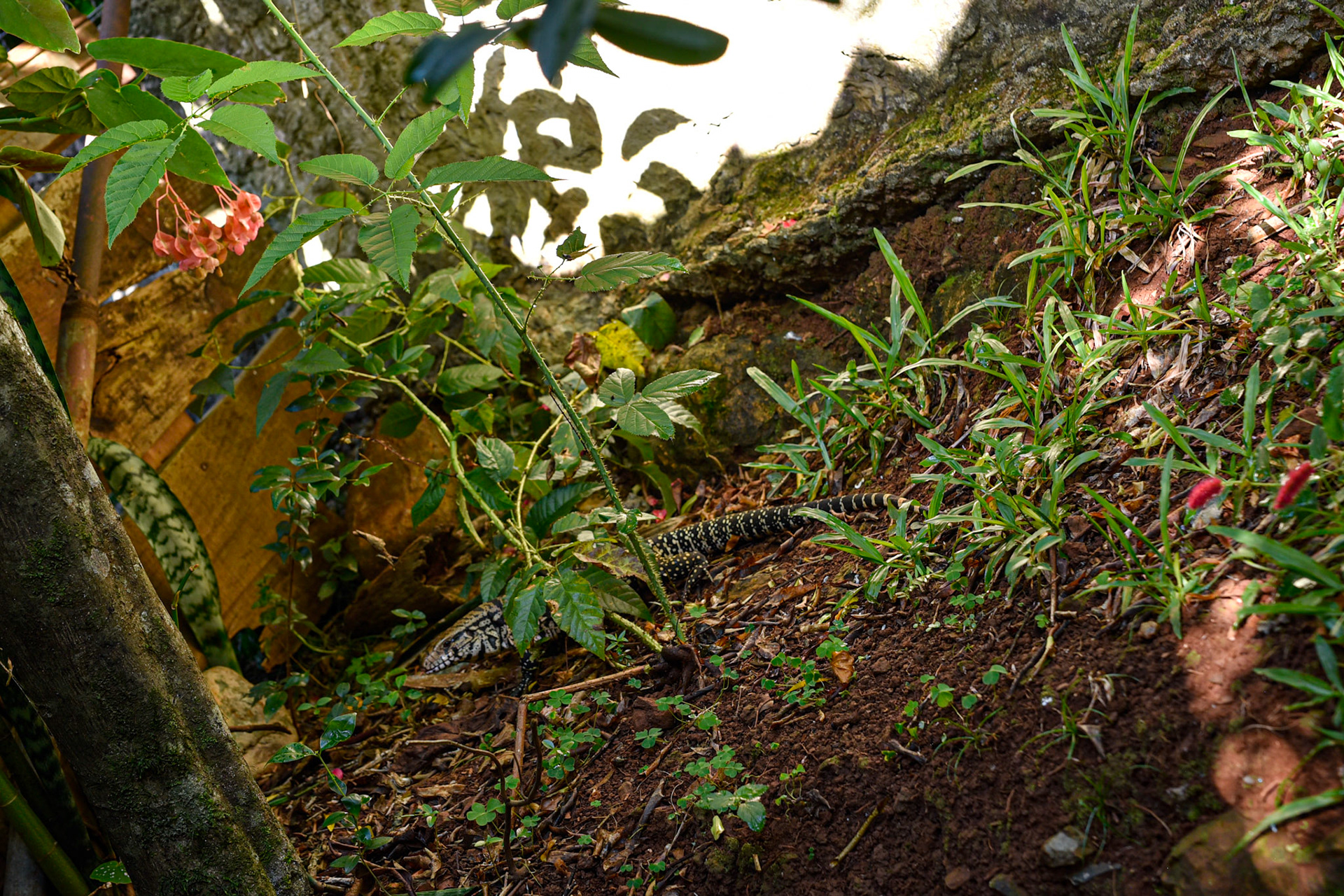 we spotted one of the lizards