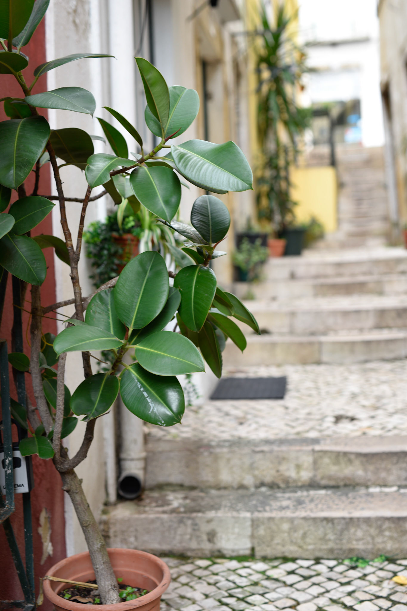 Staircase with plants