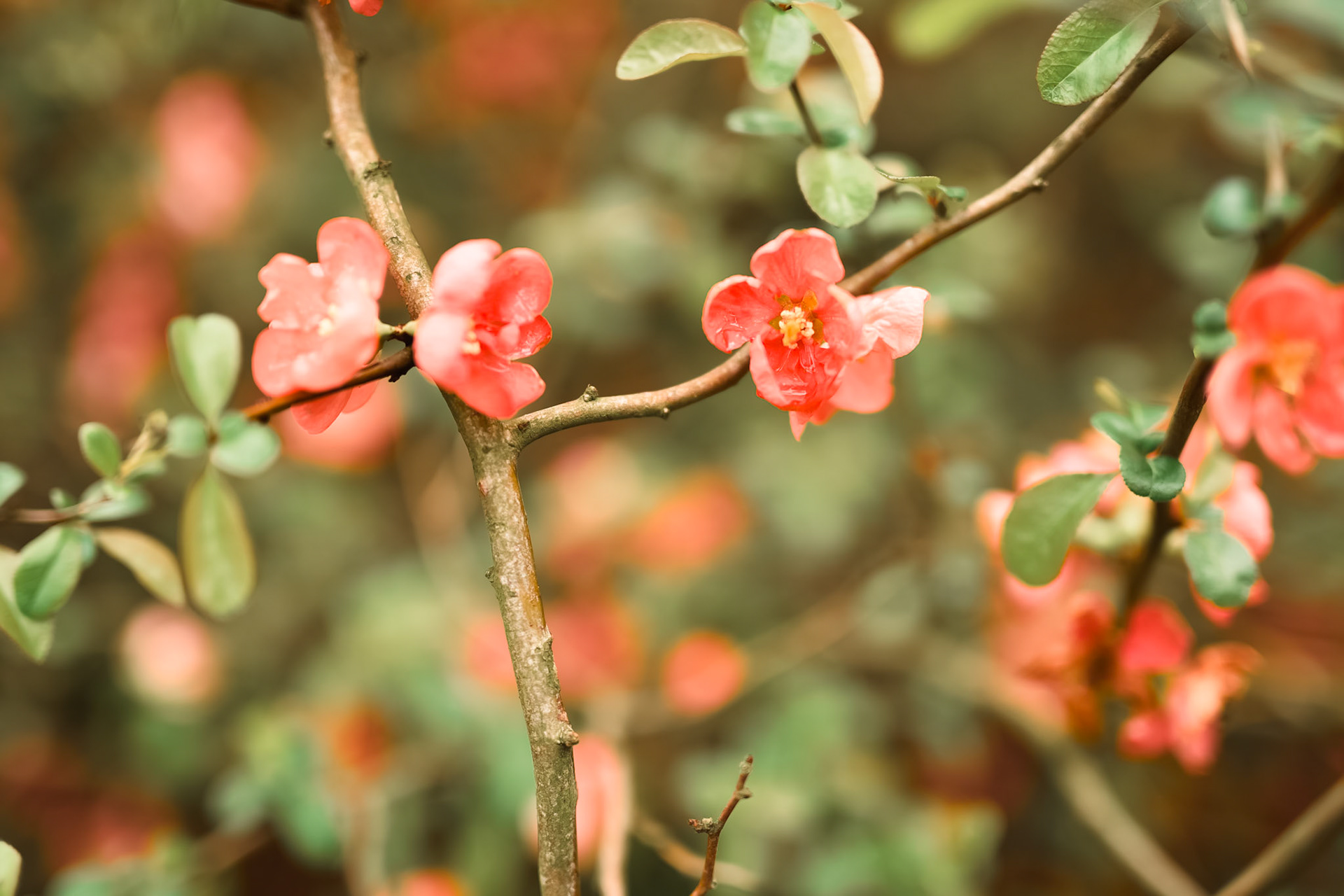 flowering quince (had to look that up, could be wrong)