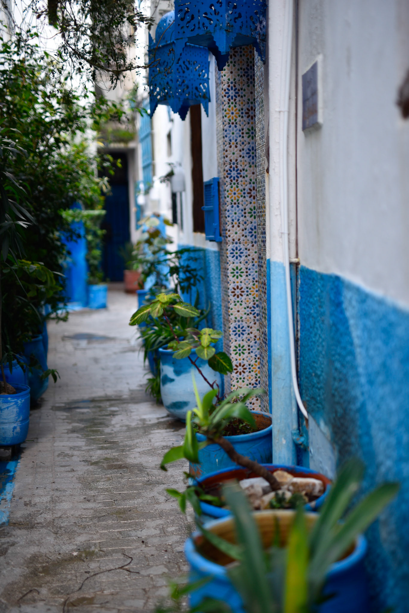plants and blue walls
