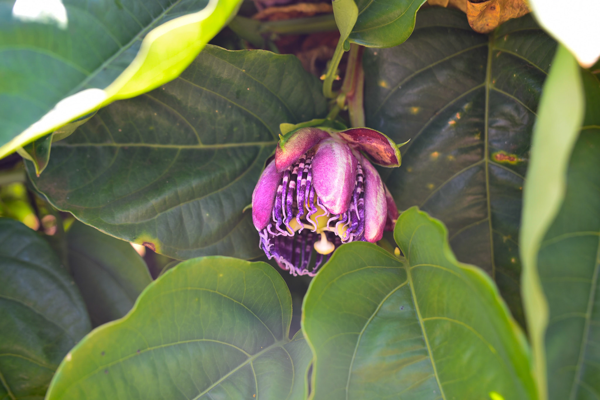 passion flower in January